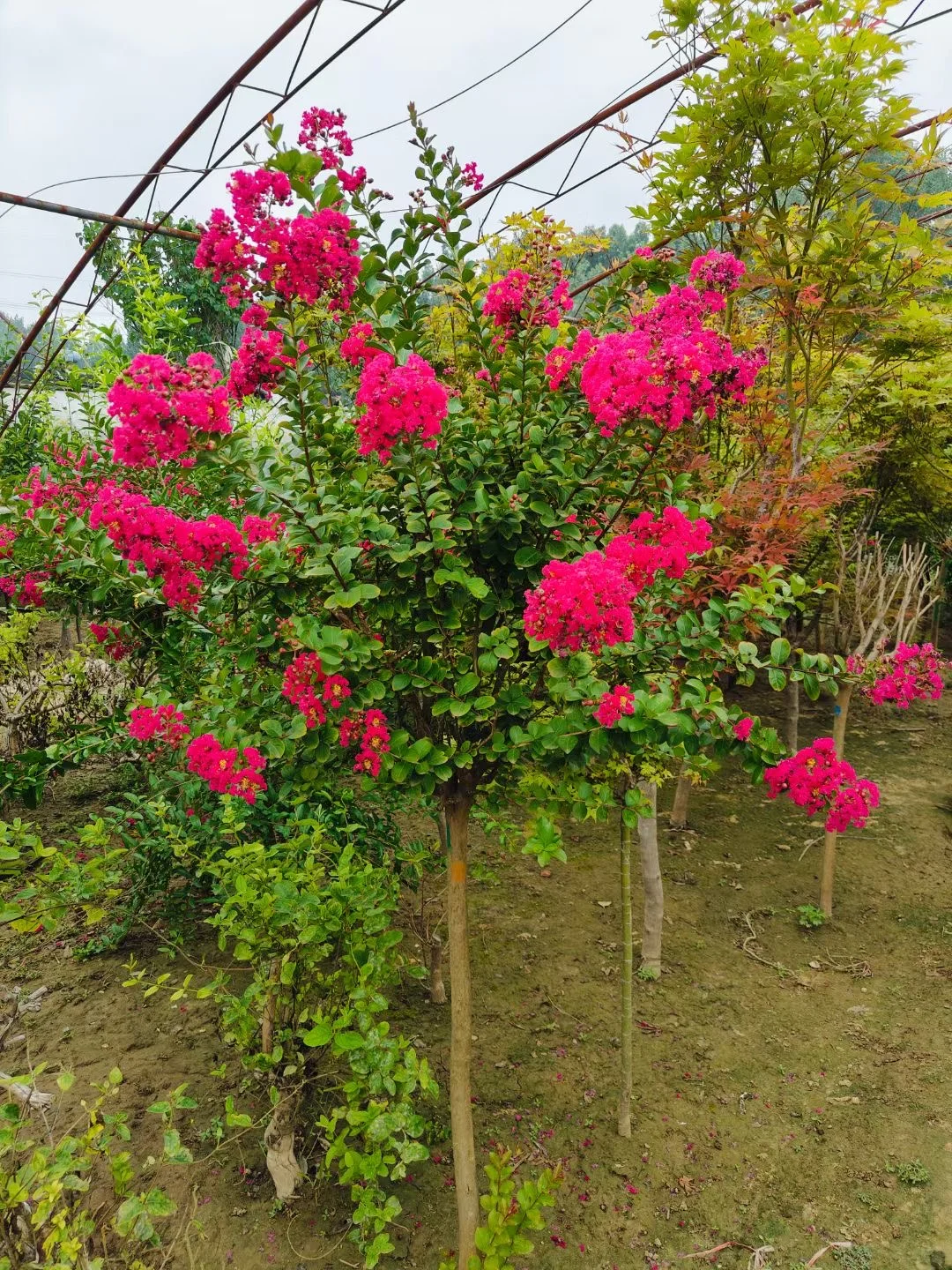 【北京大兴 】各种果树包种包活