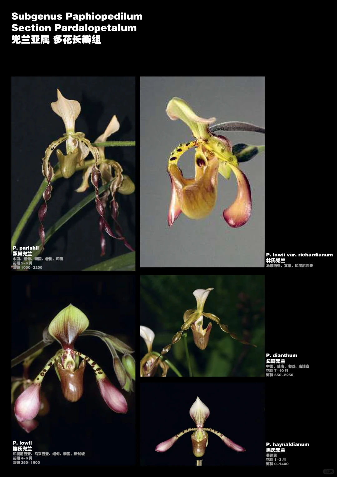 兜兰属植物物种分类图鉴