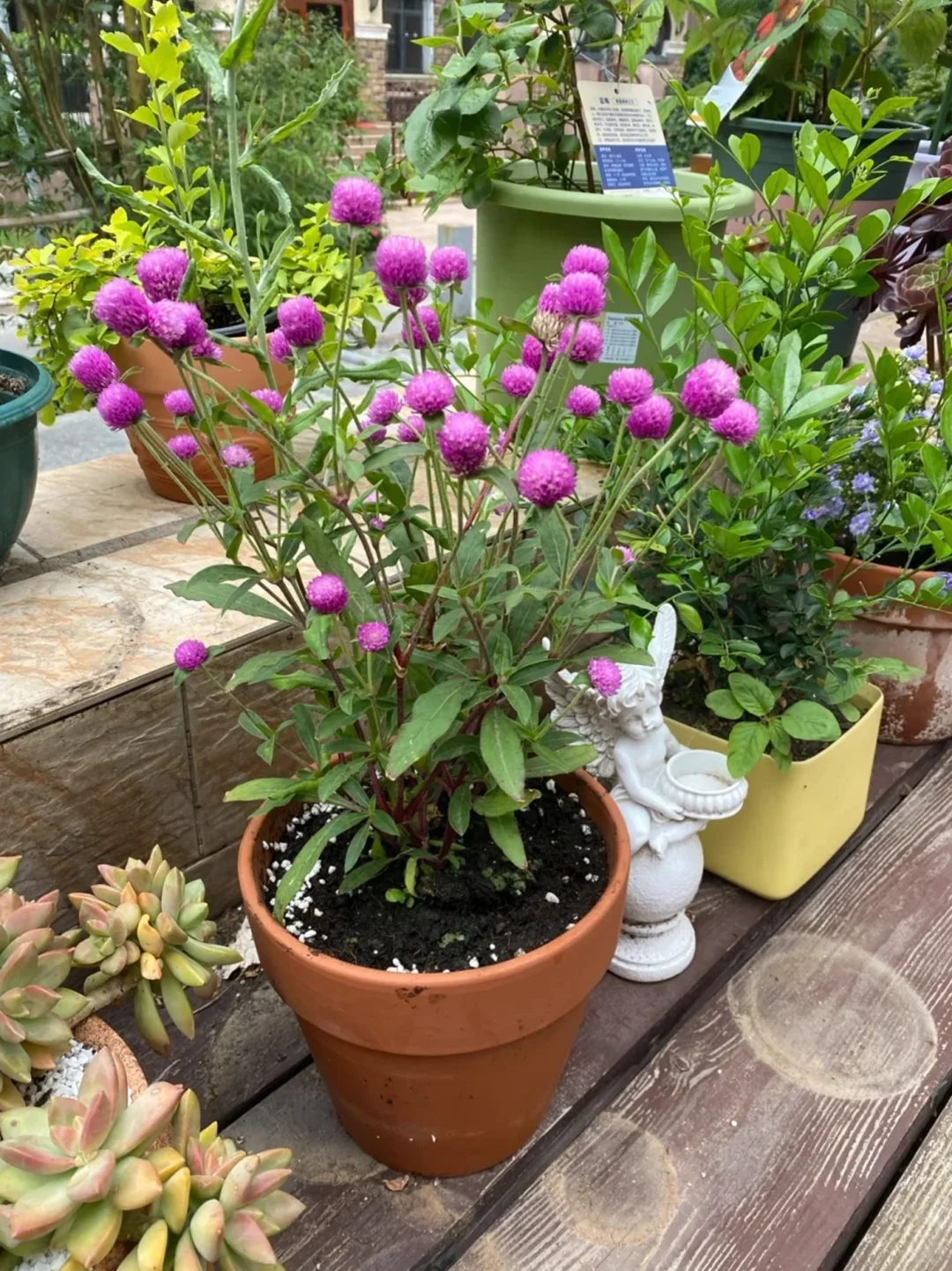 花花盆栽~观花