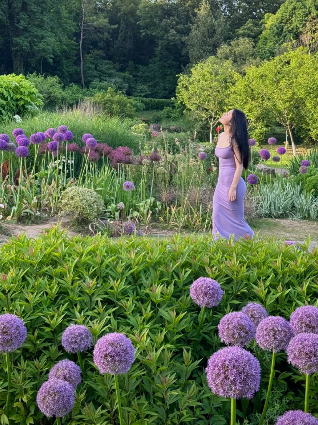 live图｜南京植物园，原来大葱花可以这么美