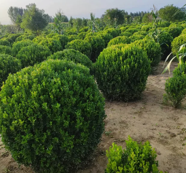 成都绿化工程中的“低调王者”：小叶黄杨球