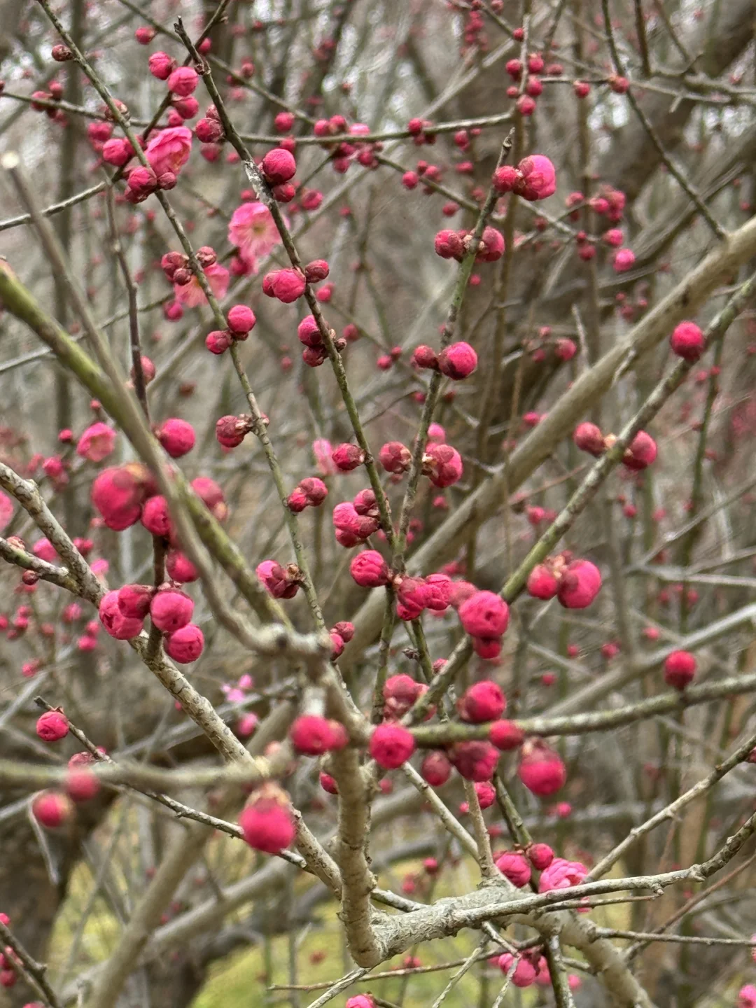 我家近千亩苗圃