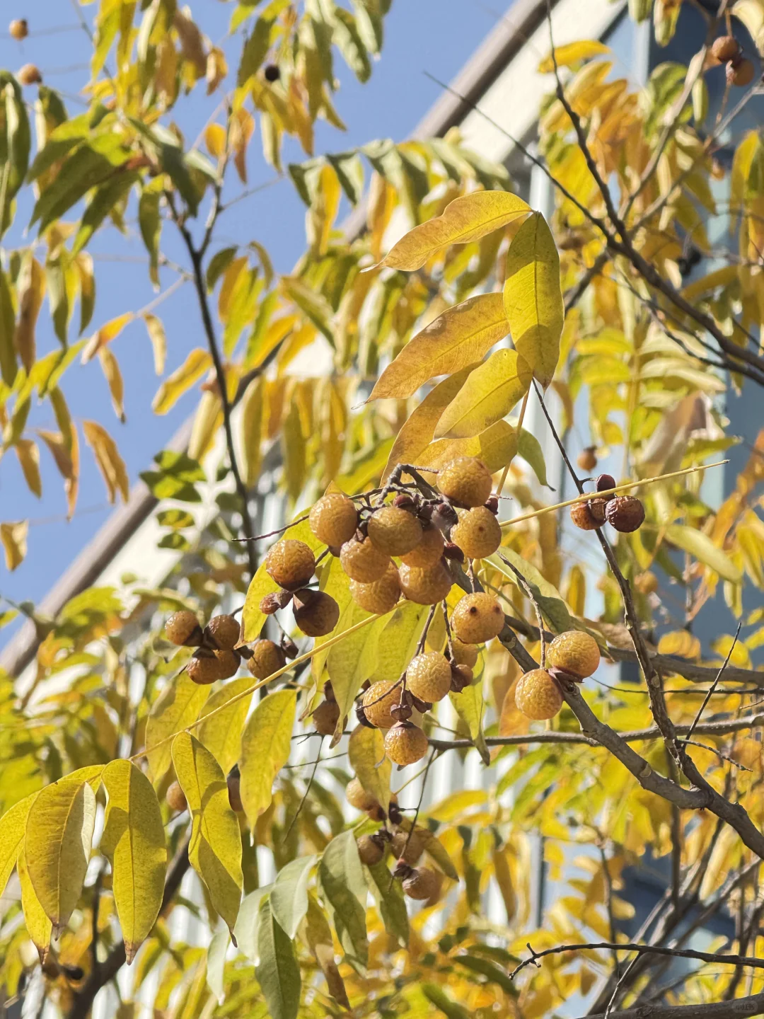 无患子手工真的是进去了难得出来啊