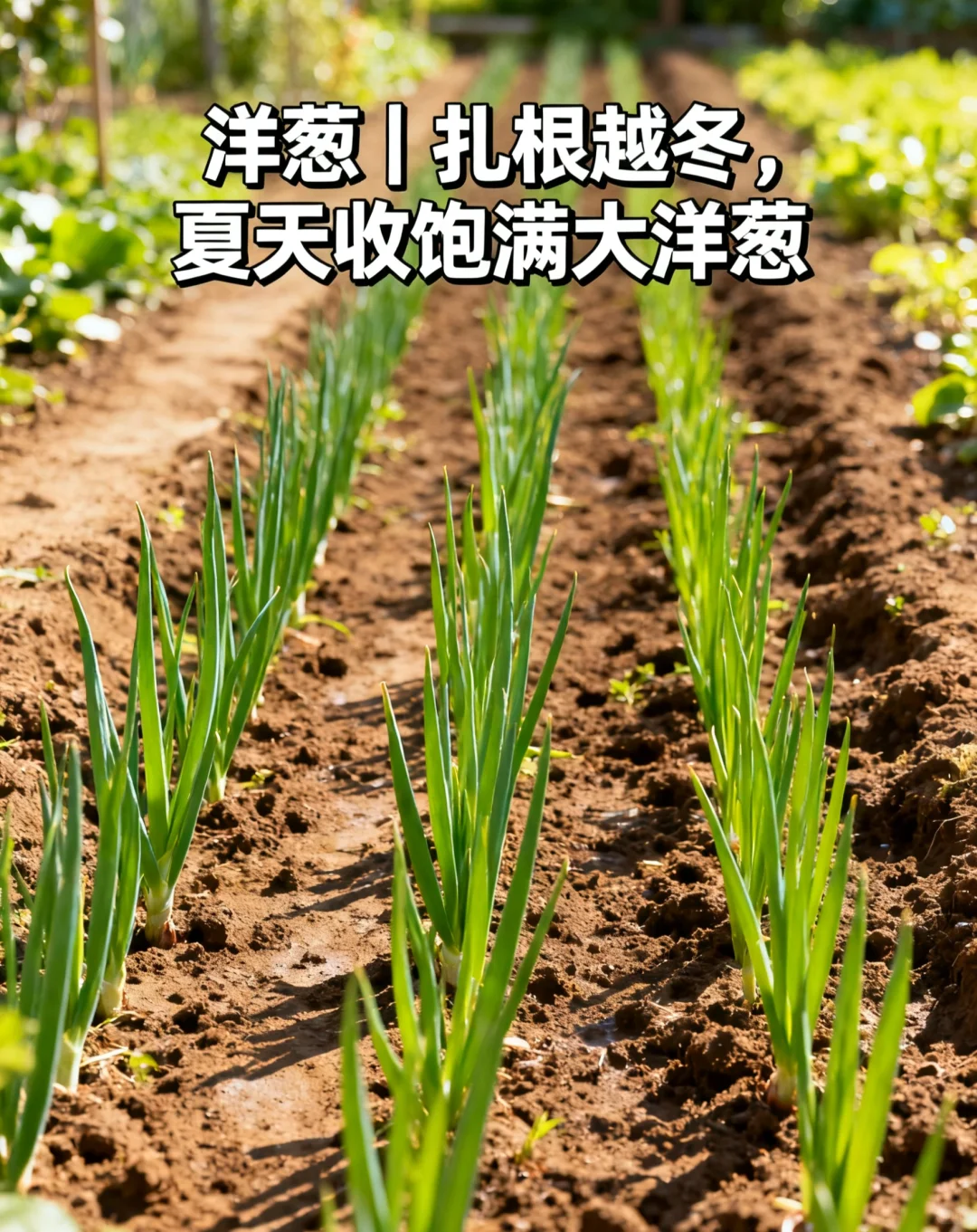 山东11月种菜清单｜14种耐寒菜！新手闭眼冲?