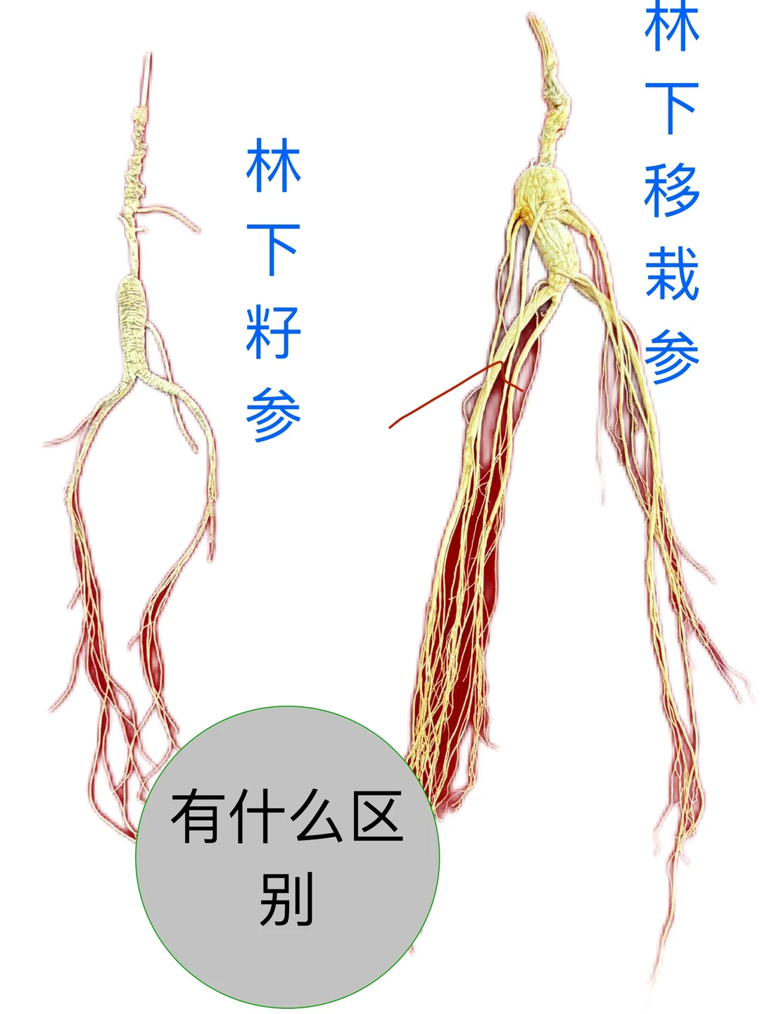 商人最不想让顾客知道的林下参秘密