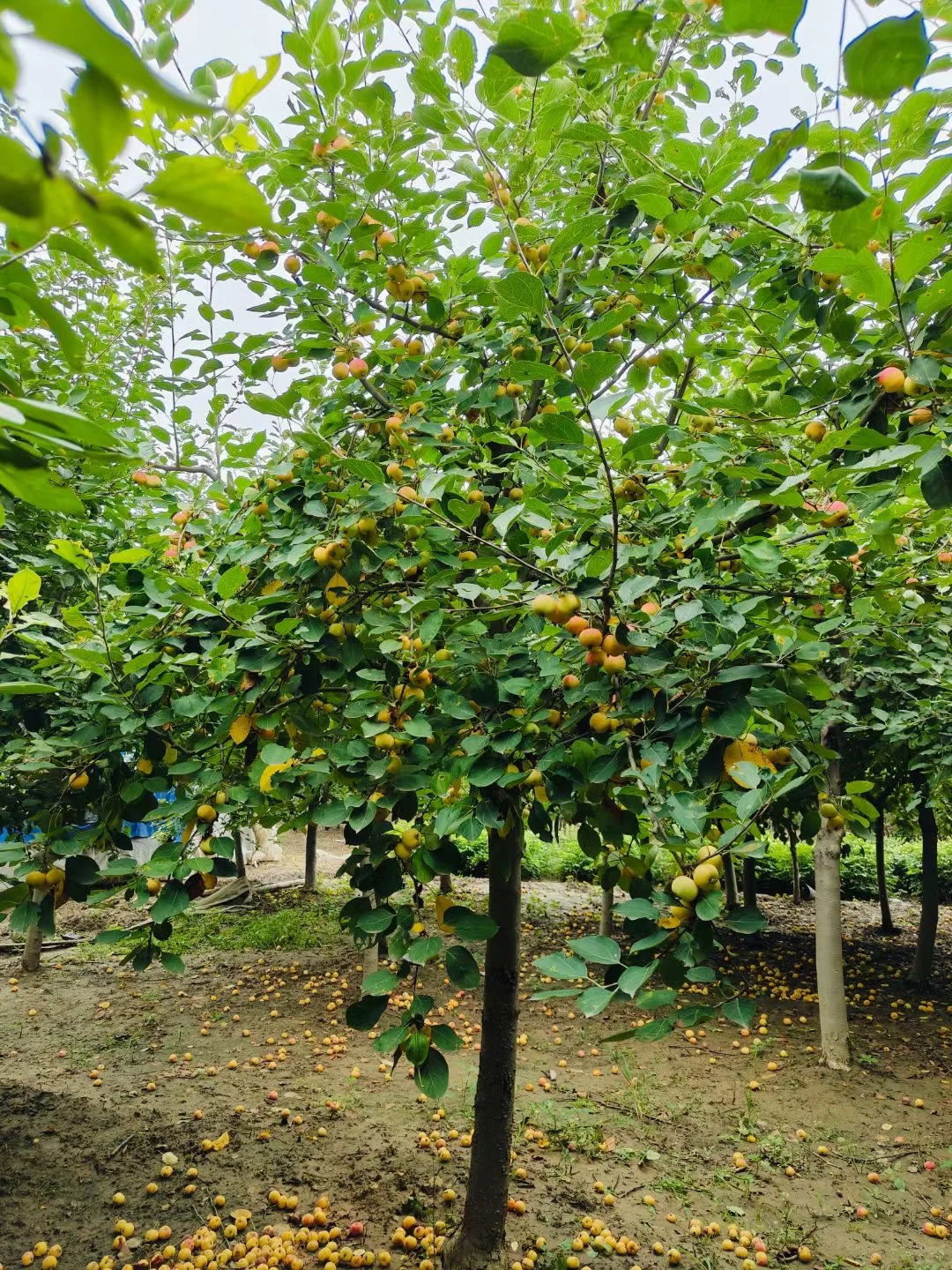 【北京大兴 】各种果树包种包活