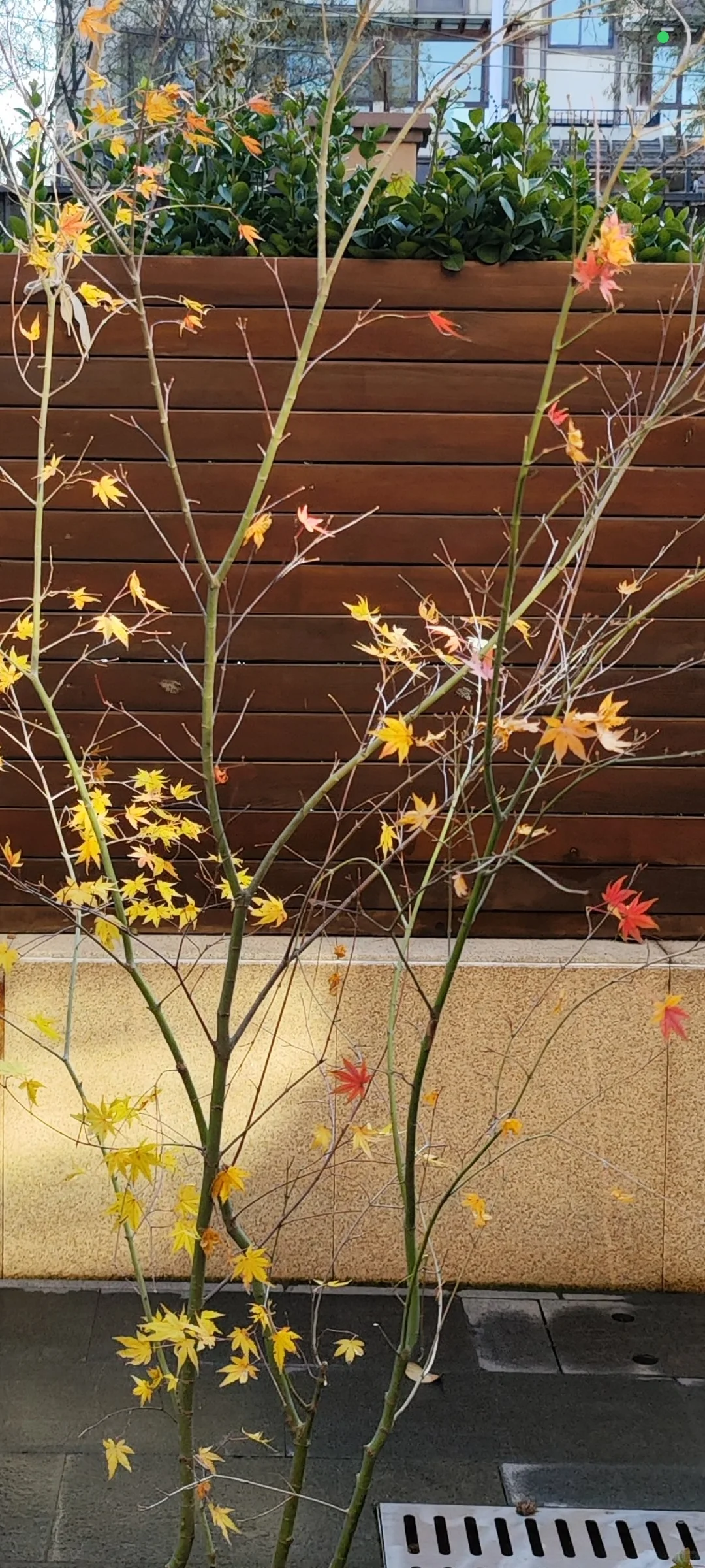 橘生淮南则为橘 生淮北则为枳