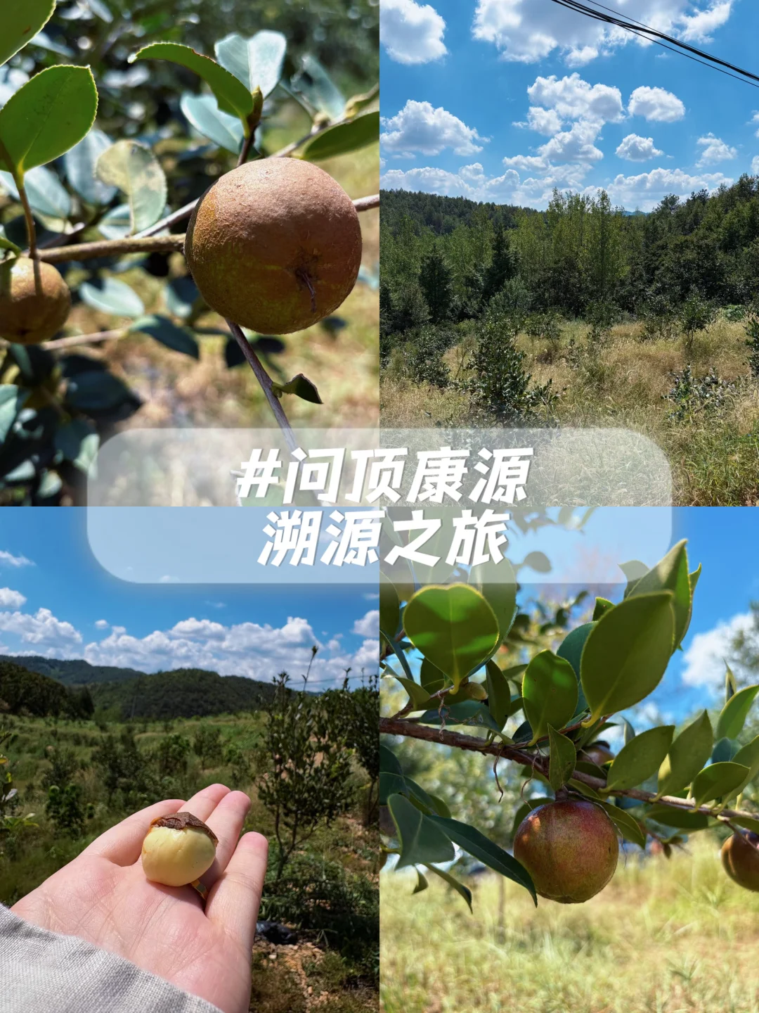 ?6000亩云雾油茶林｜问顶康源溯源之旅