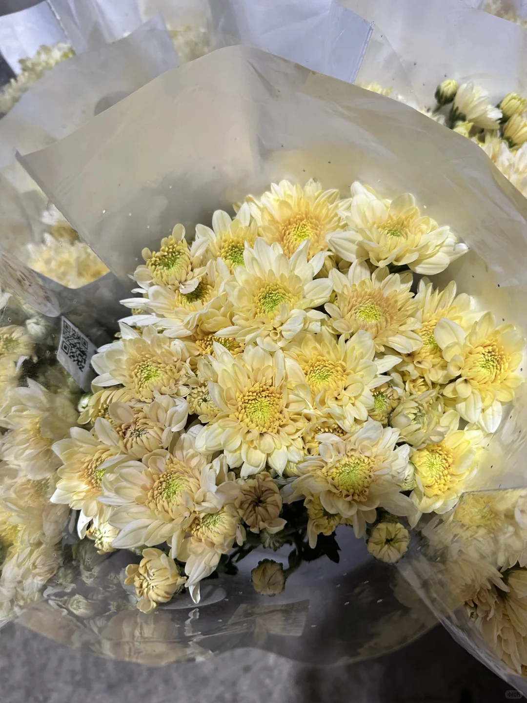 感谢花卉小菊