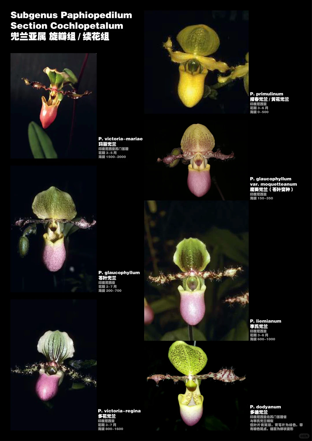 兜兰属植物物种分类图鉴