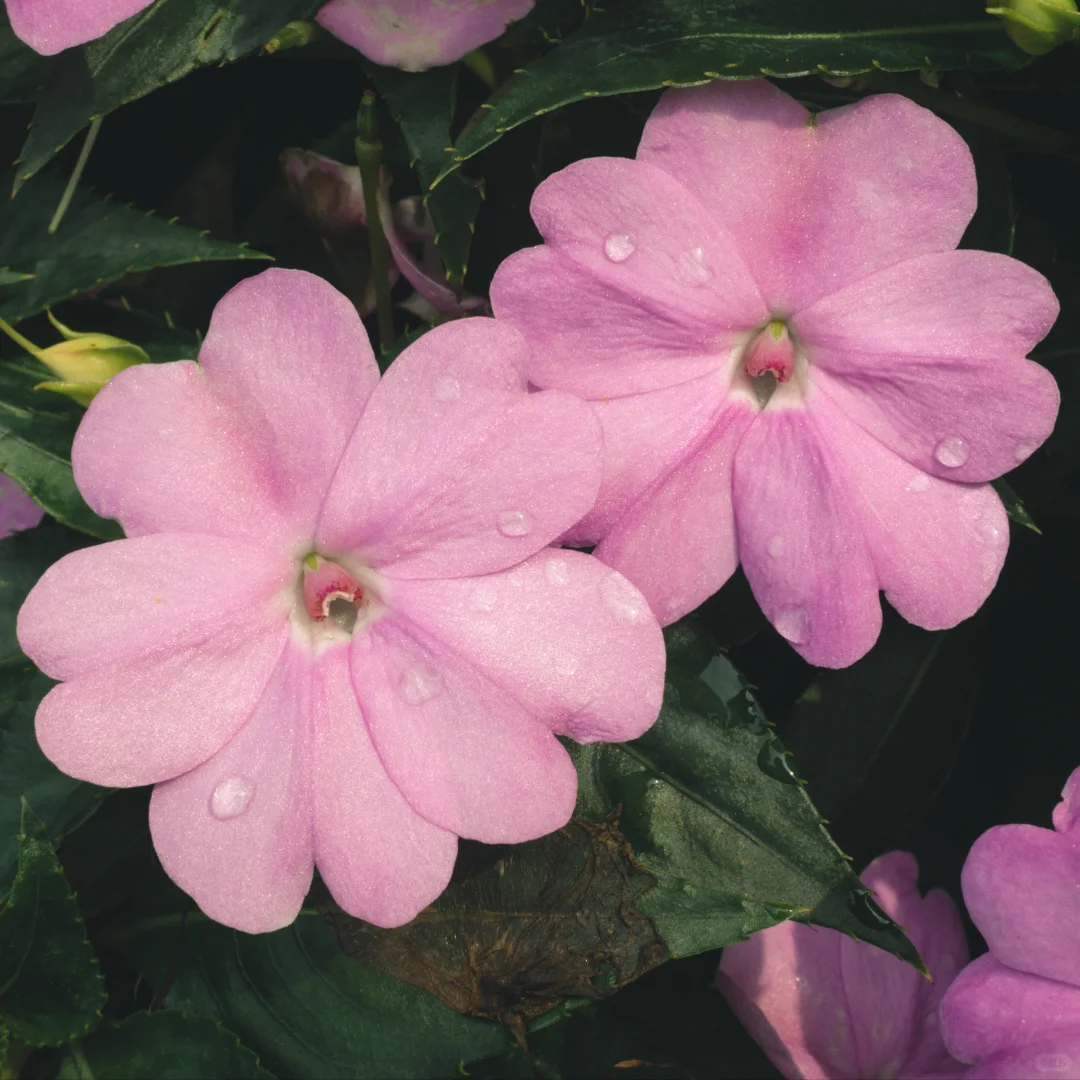 花花 | 苏丹凤仙花
