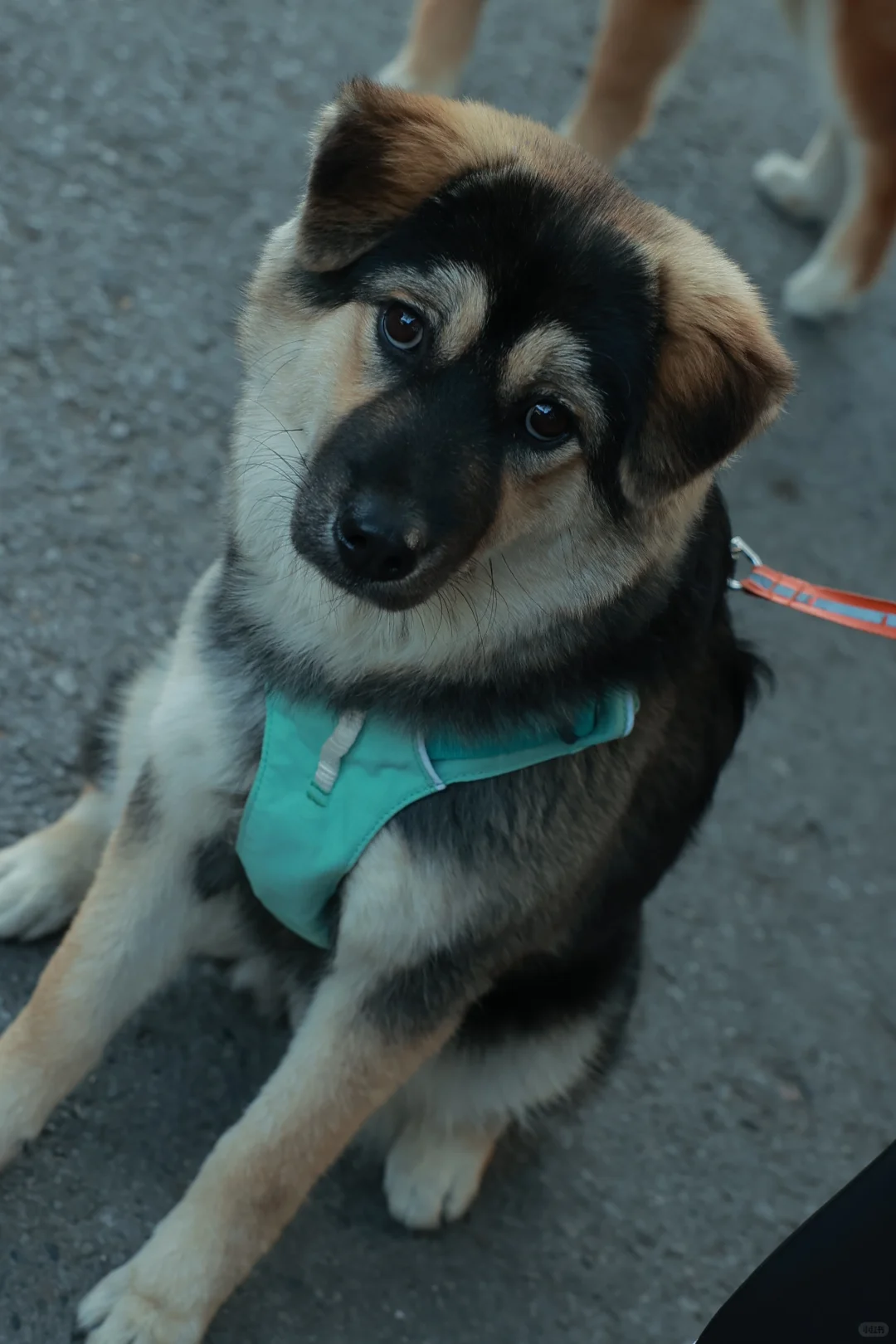 带狗净山被拉夫威尔狠狠圈粉!!