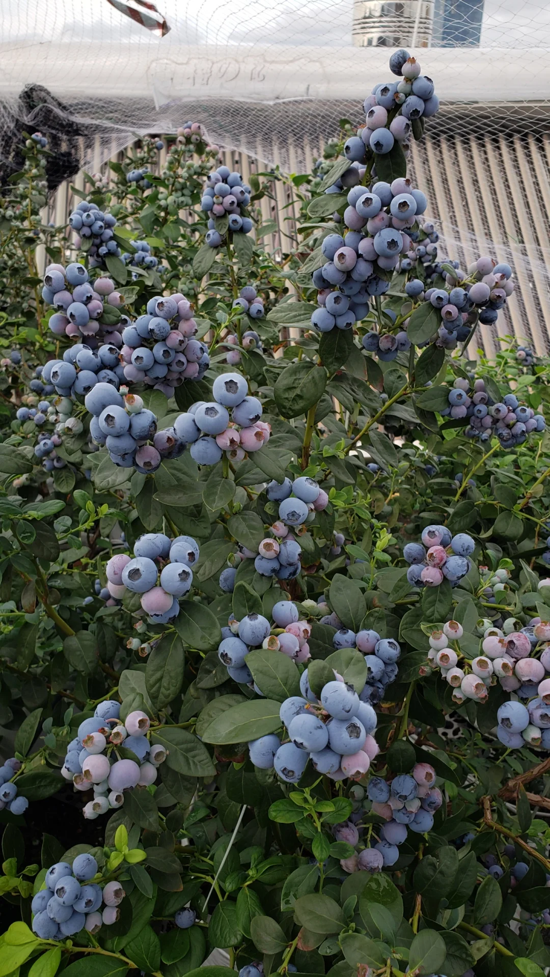 今年的蓝莓燃尽了