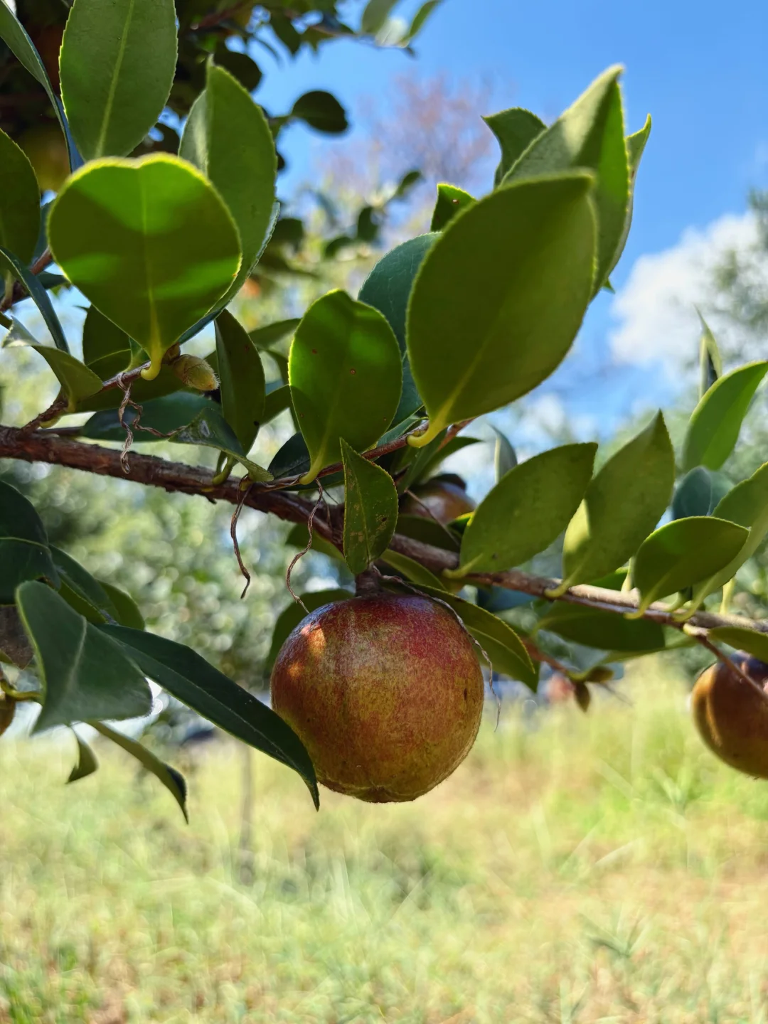 ?6000亩云雾油茶林｜问顶康源溯源之旅
