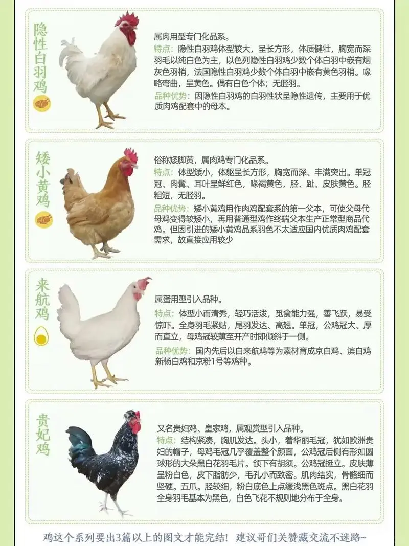 鸡种图鉴三:不止是美味,更是基因库
