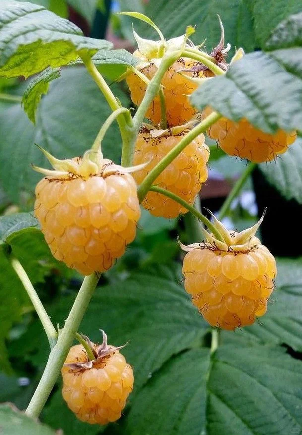 农村长大的孩子都有一段摘树莓的回忆