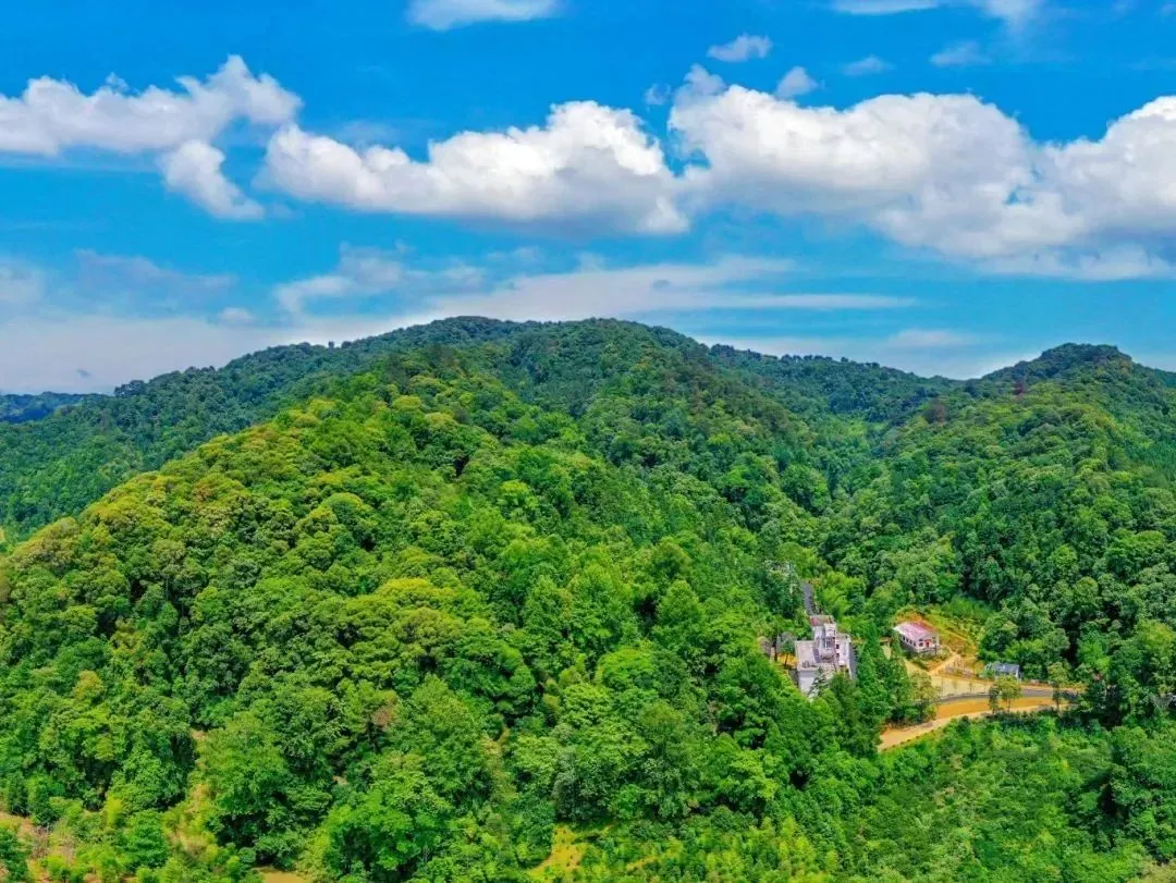 福建隐藏的千年森林！背后故事太戳人了！