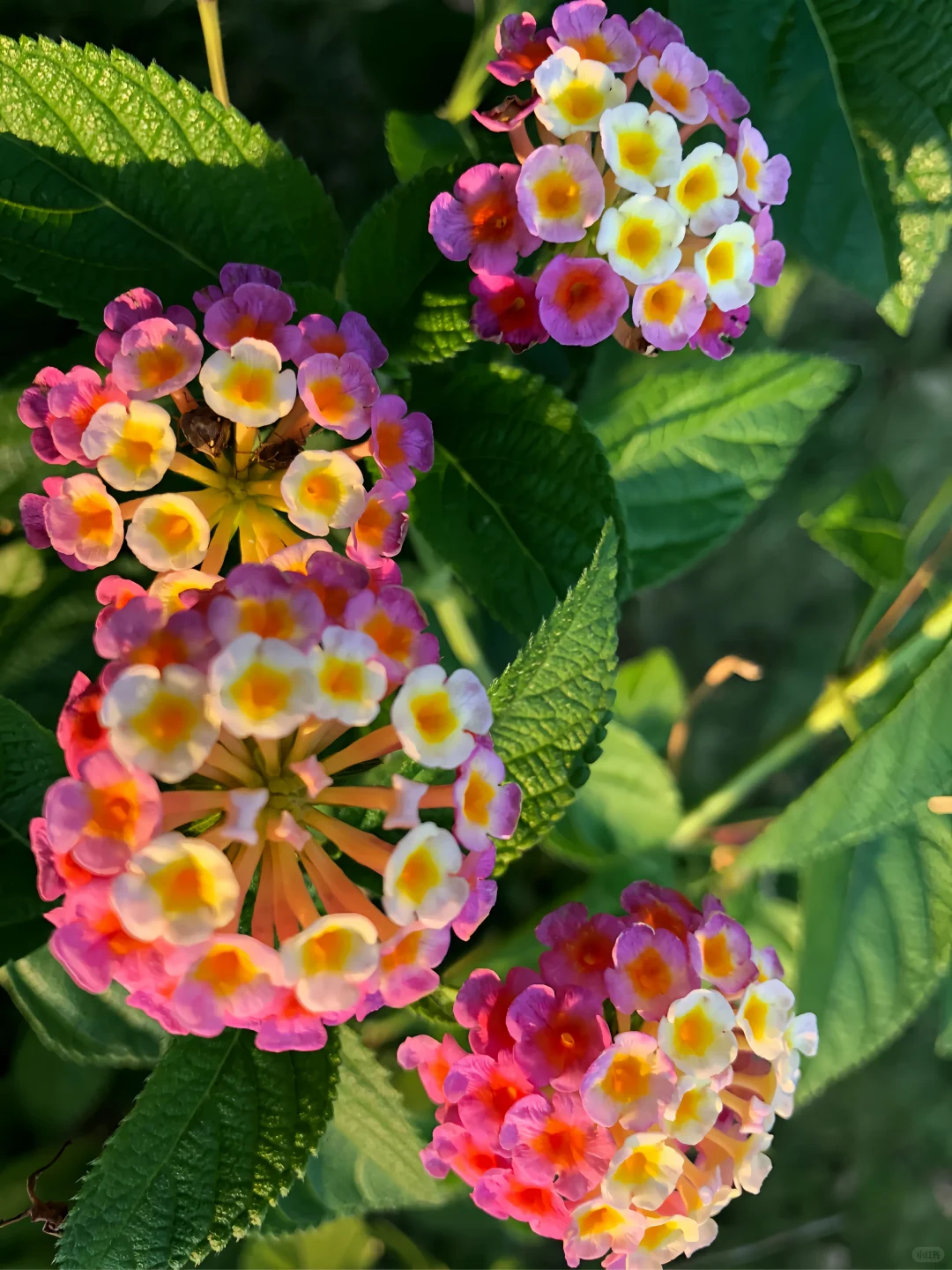 每天认识一种植物Day142——马缨丹