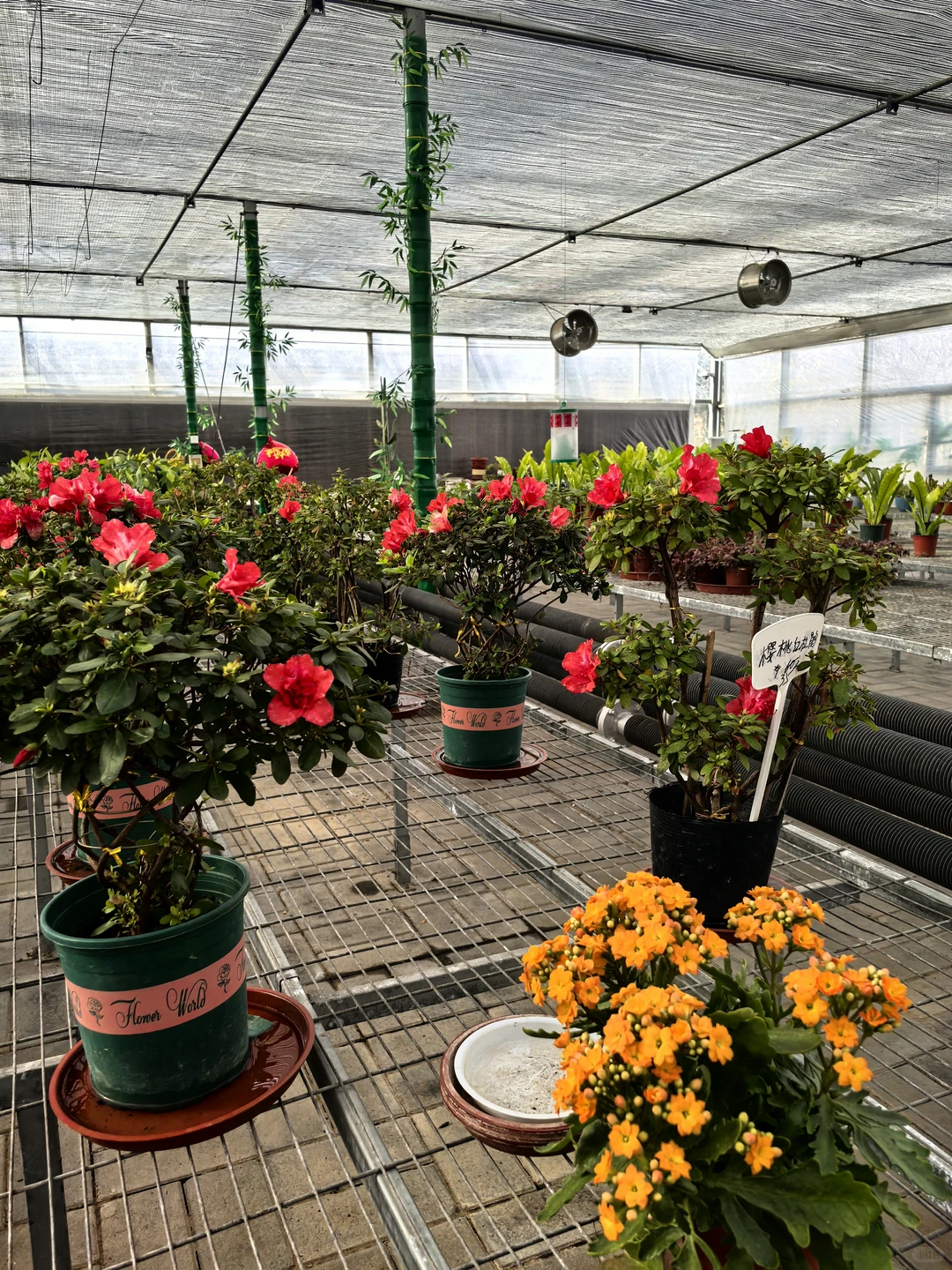 鑫善百园花卉大厅真不错！