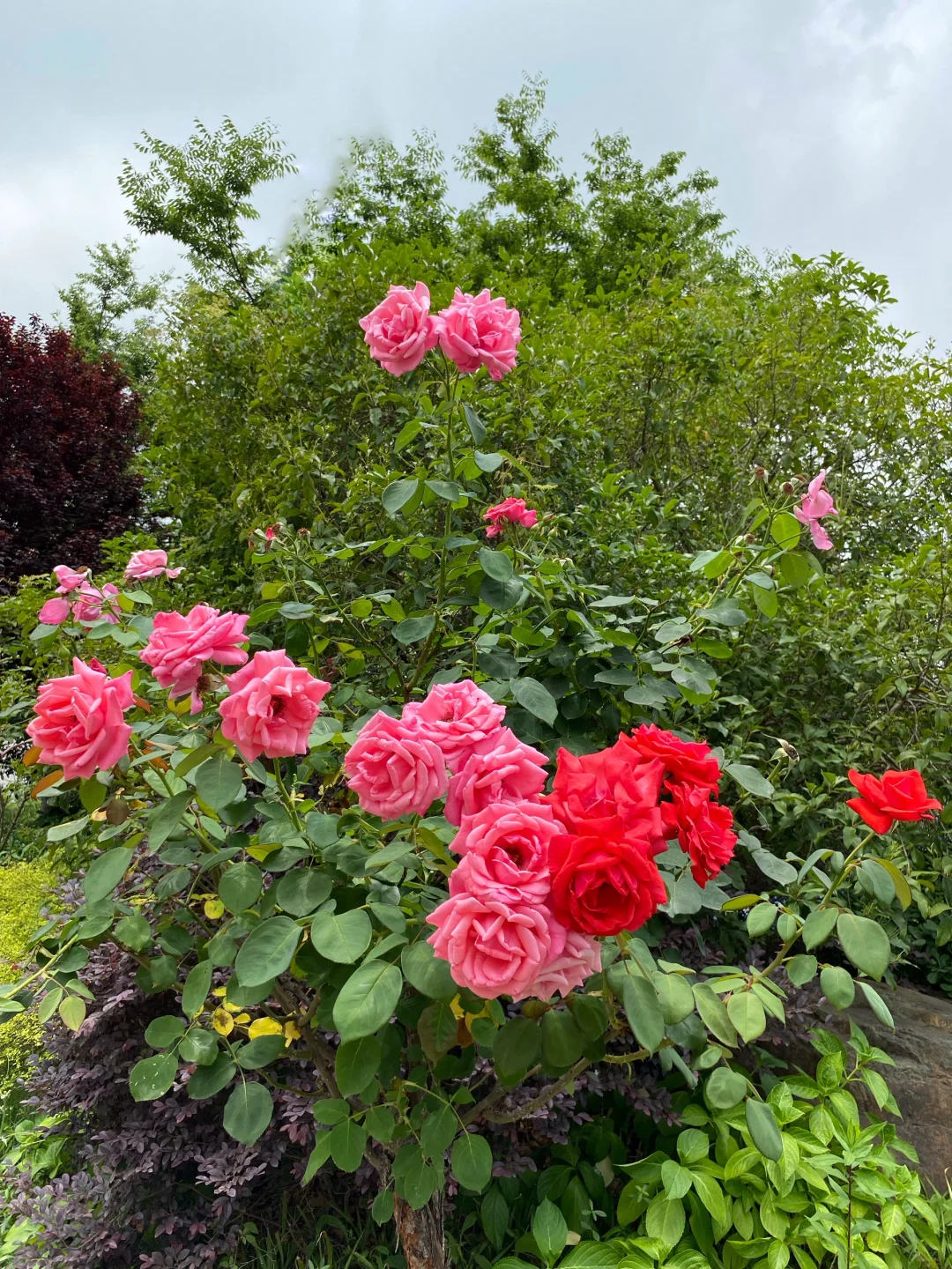 这棵月季花开出两种颜色