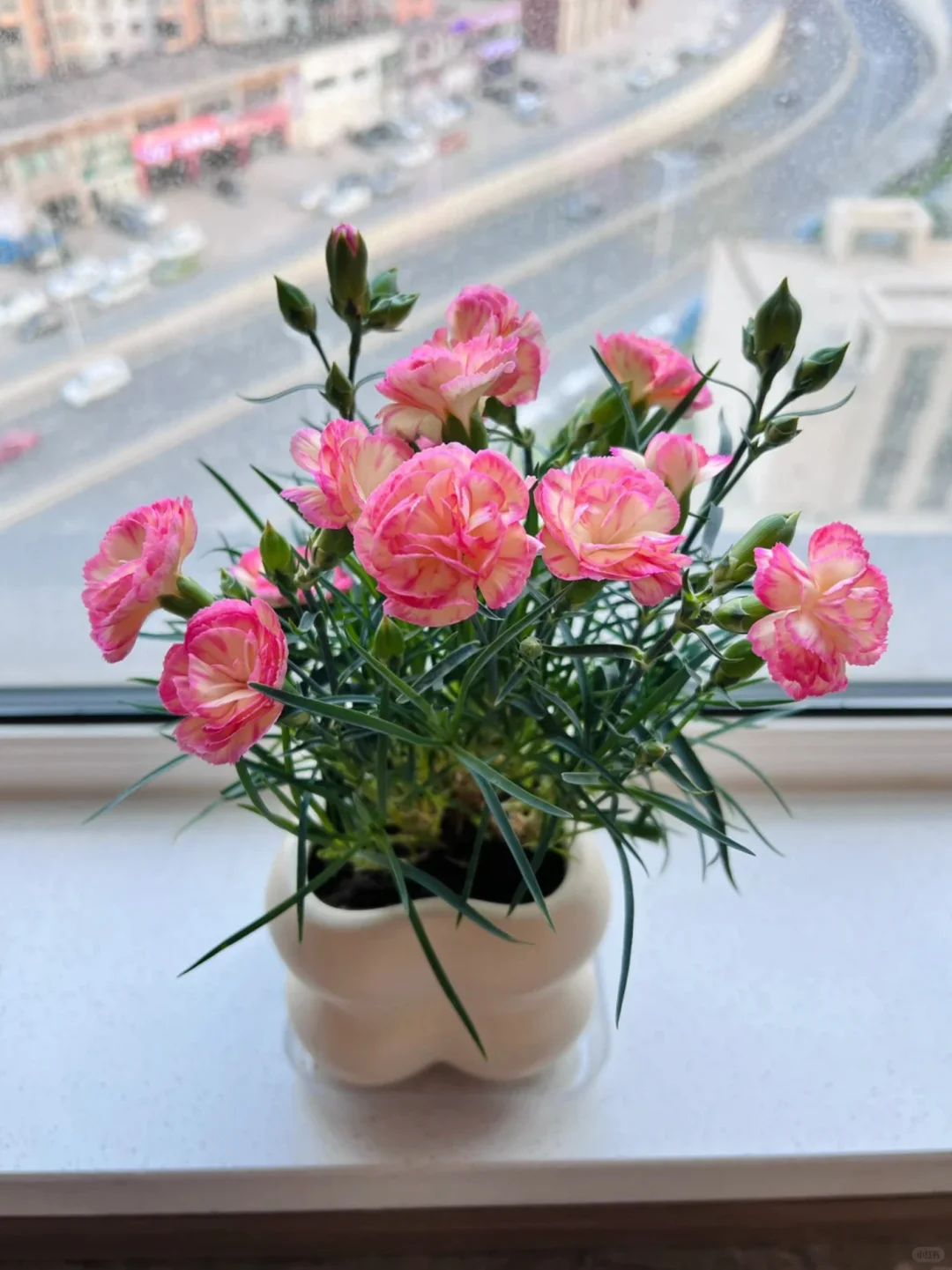 花花盆栽~观花