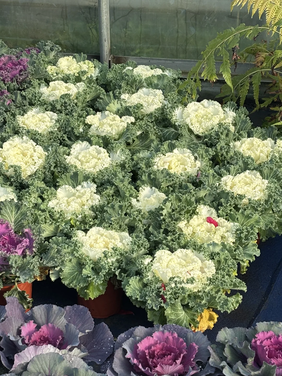 冬天的苗木市场