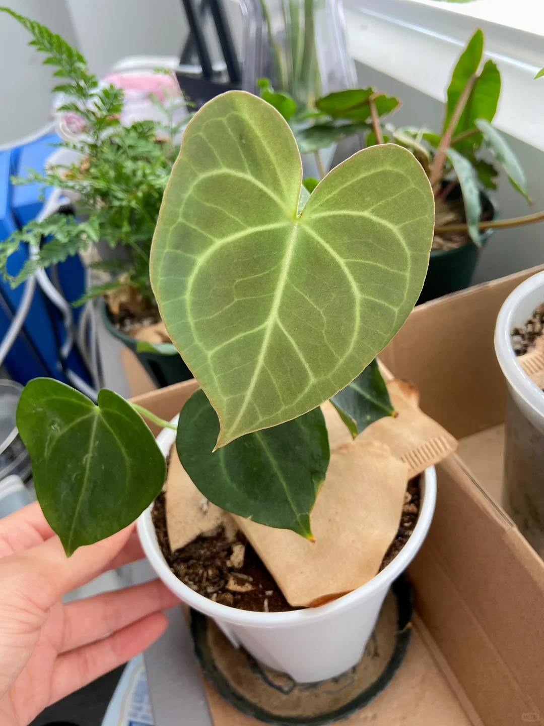 陪我上班的植物