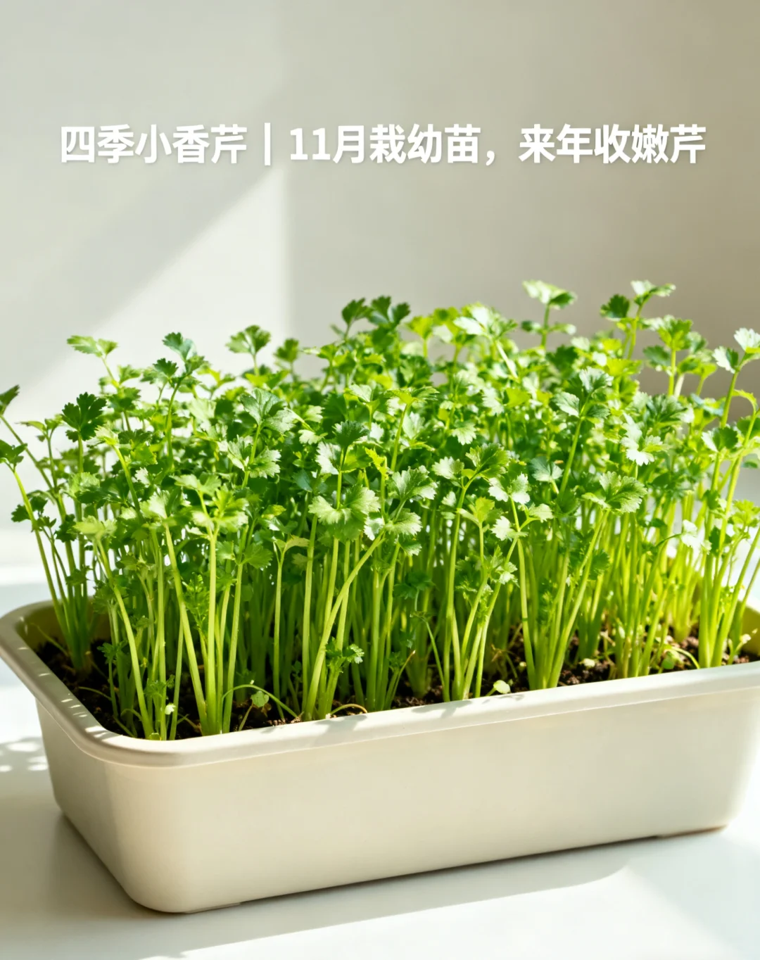 山东11月种菜清单｜14种耐寒菜！新手闭眼冲?