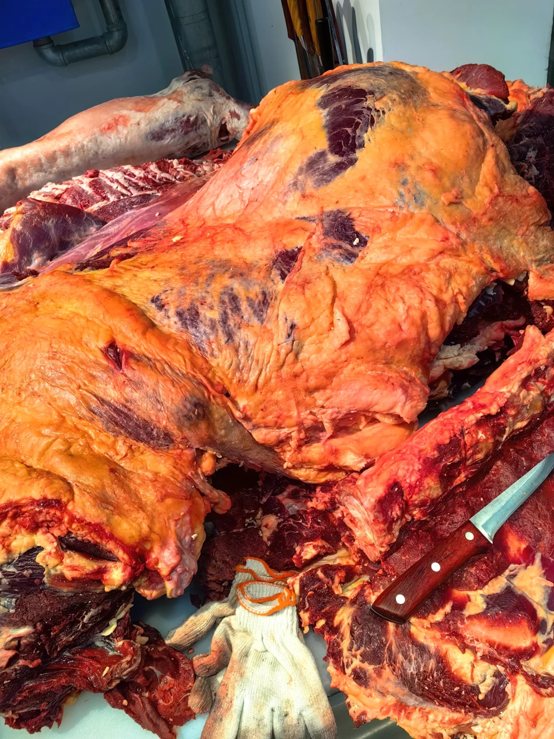 创业开店看过来 呼伦贝尔黄膘牛肉