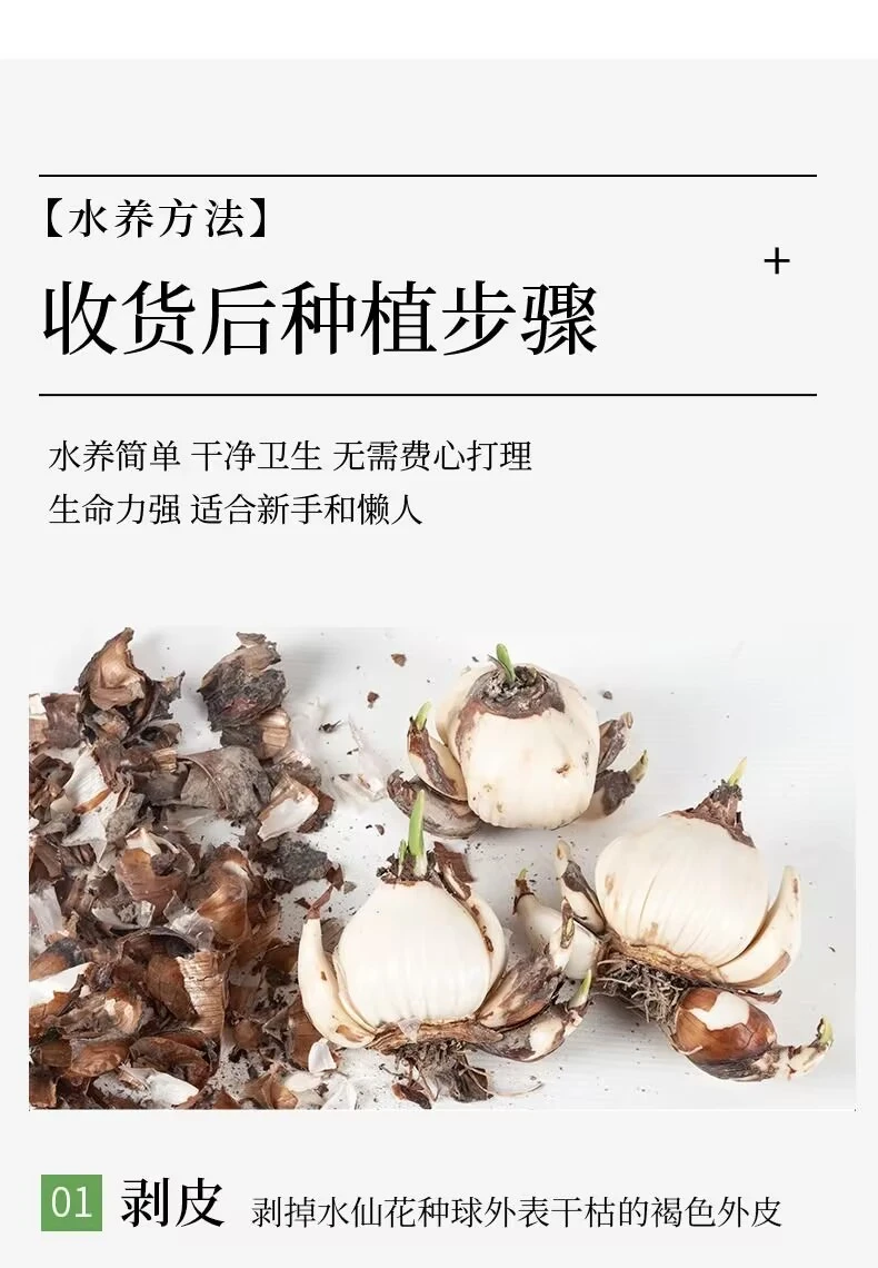✨全网首发｜漳州水仙花盆栽种草