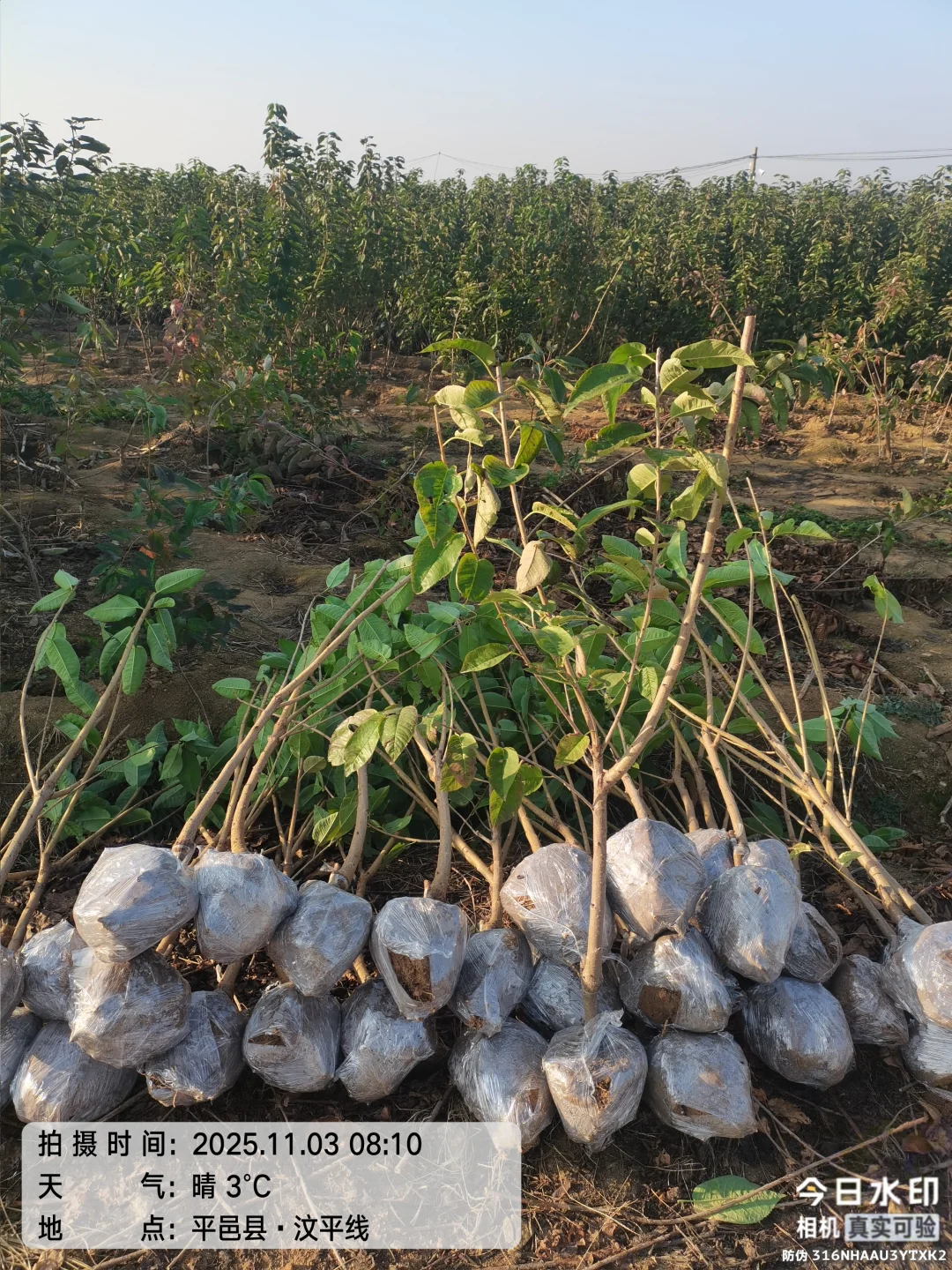 大樱桃车厘子树苗现在种正合适