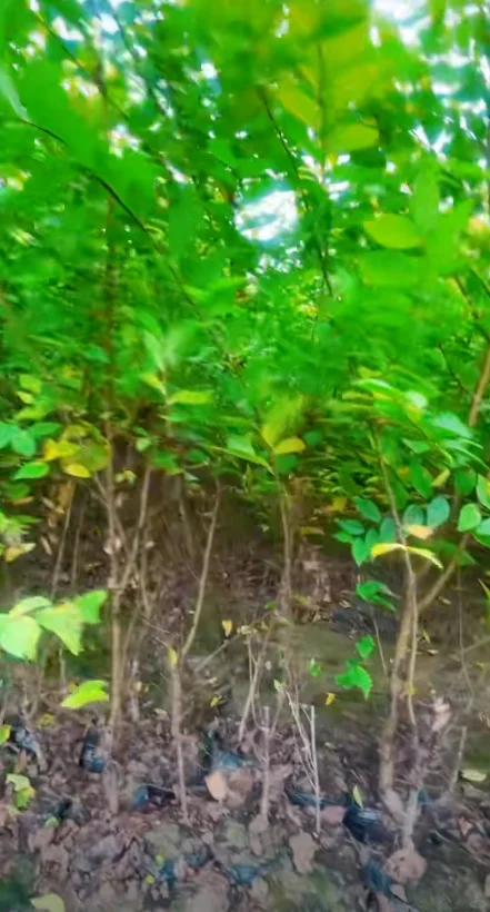 金叶榆小苗有需要的吗，可以出圃了