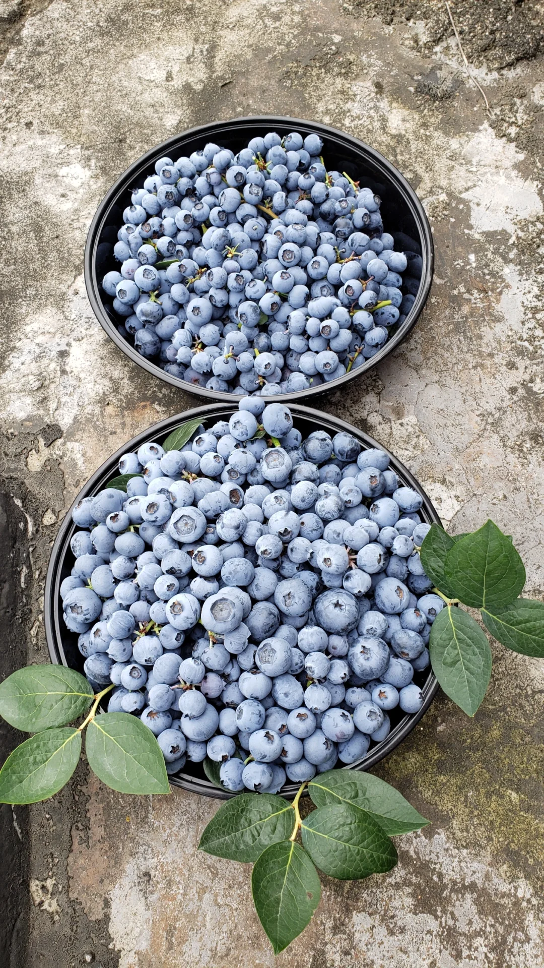 今年的蓝莓燃尽了