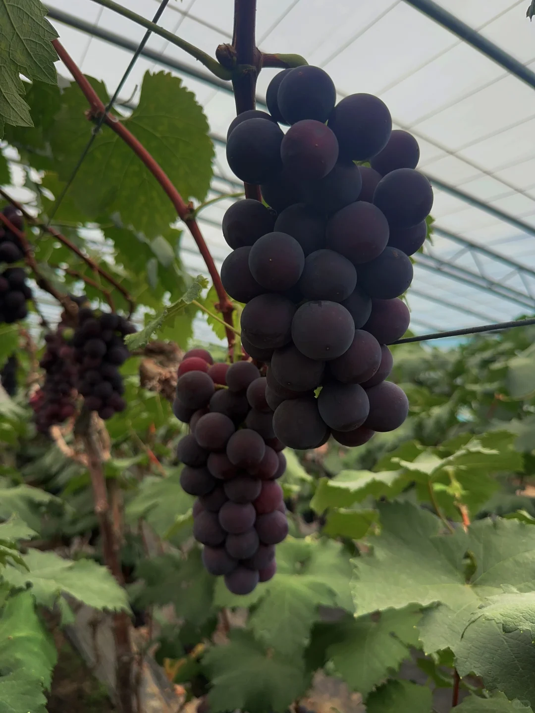 要巨峰葡萄苗子的家人，在哪里？