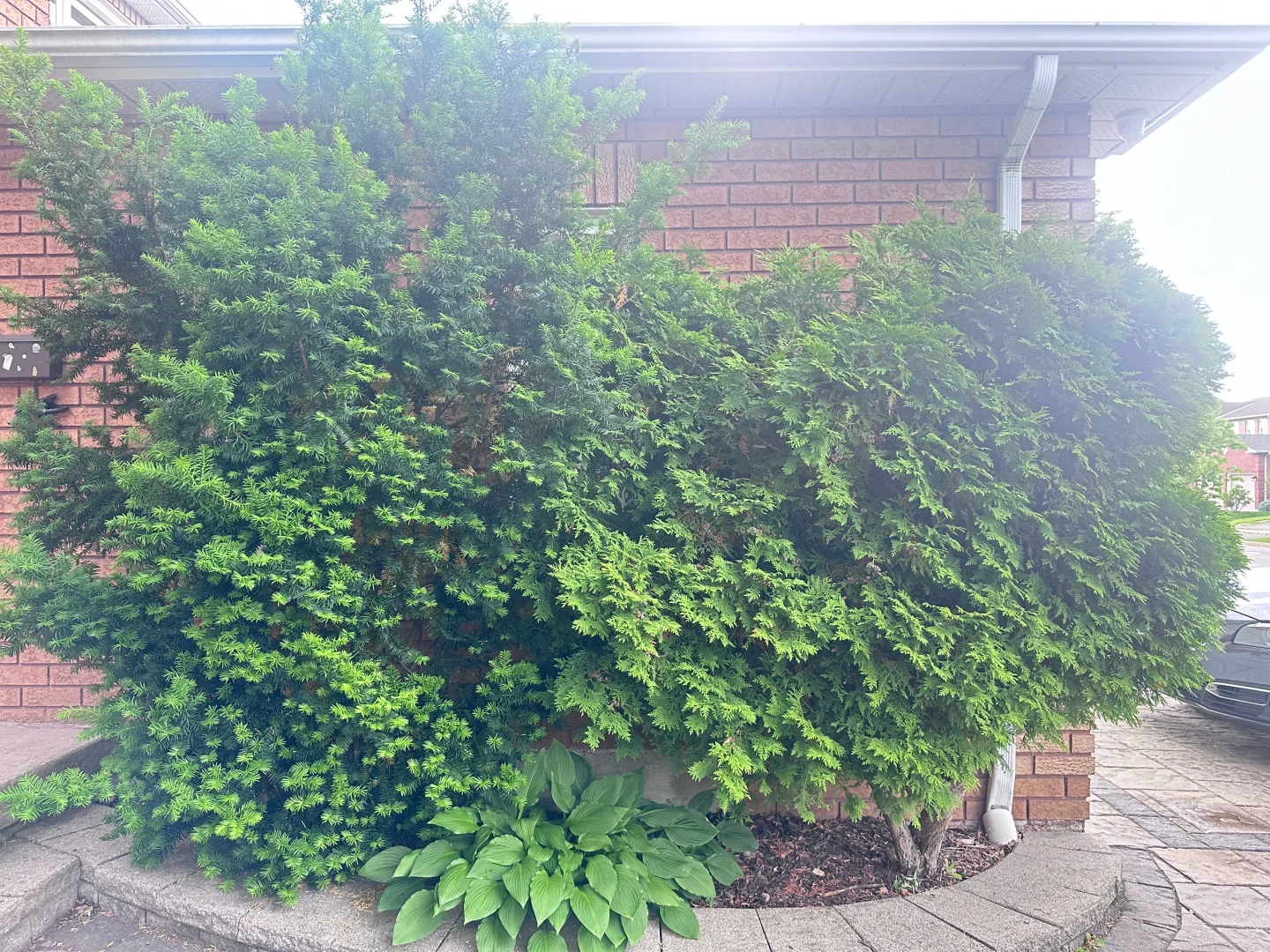 有人有需要吗？免费?送这些树，想要的自己挖