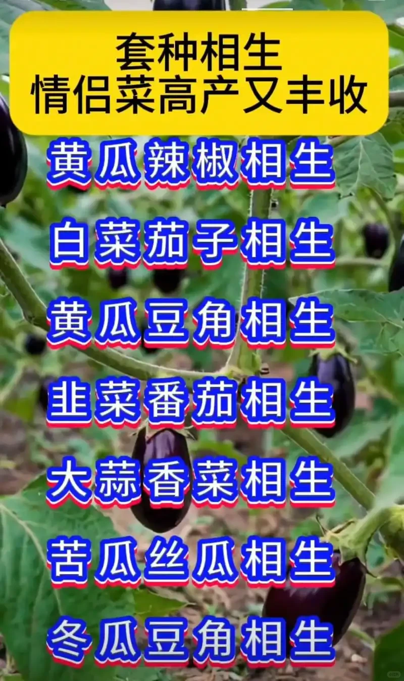 快收好10张蔬菜套种图随时备用种好蔬菜