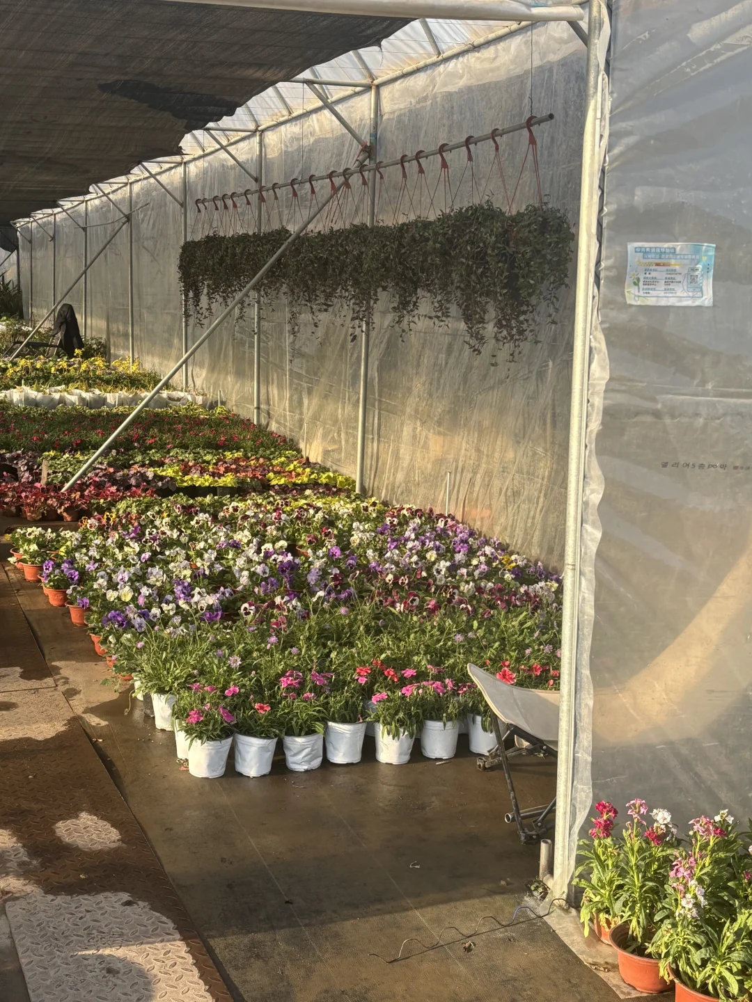 今日幸福感来于花市