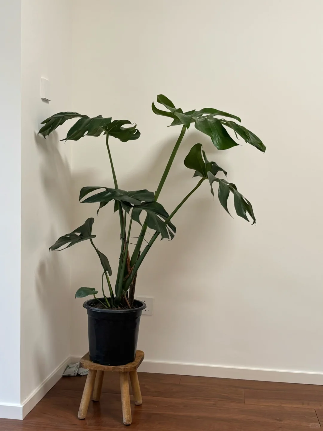 今日幸福感来于花市