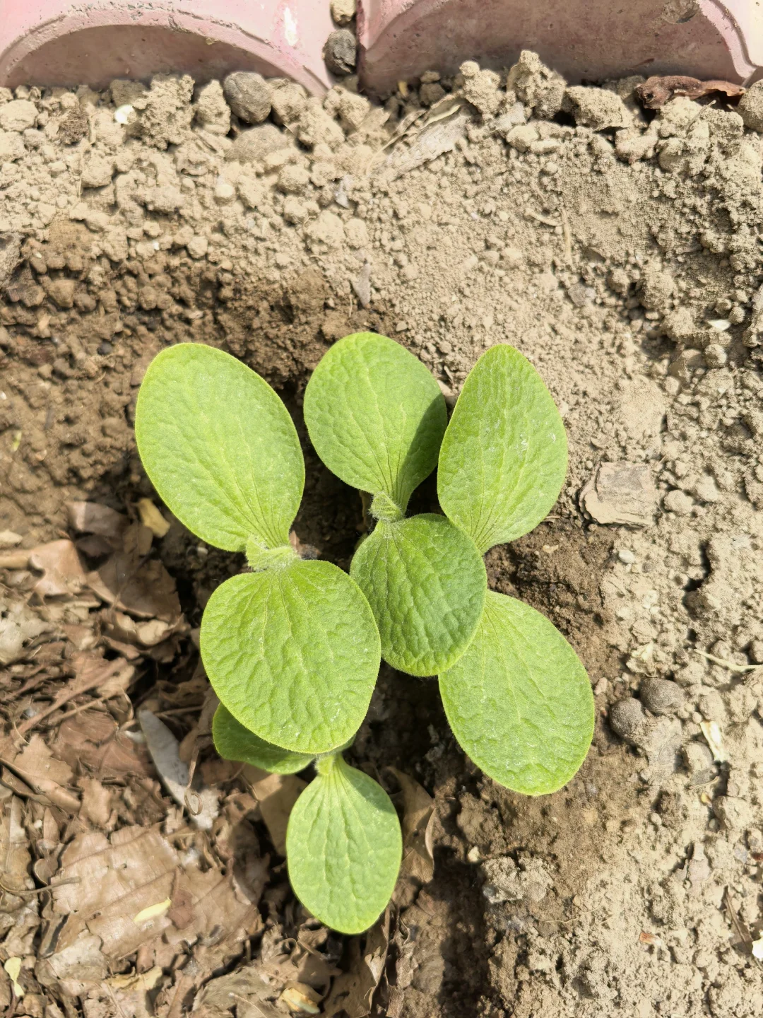 地里不断冒出野苗，怎么办？