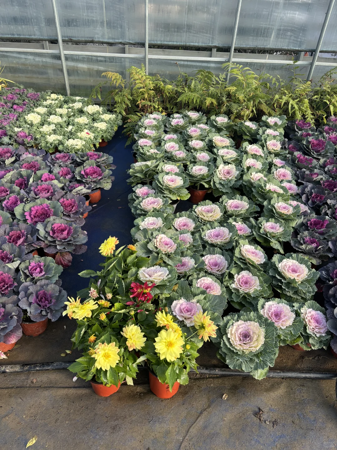 冬天的苗木市场