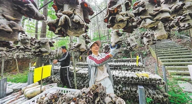 林下生金