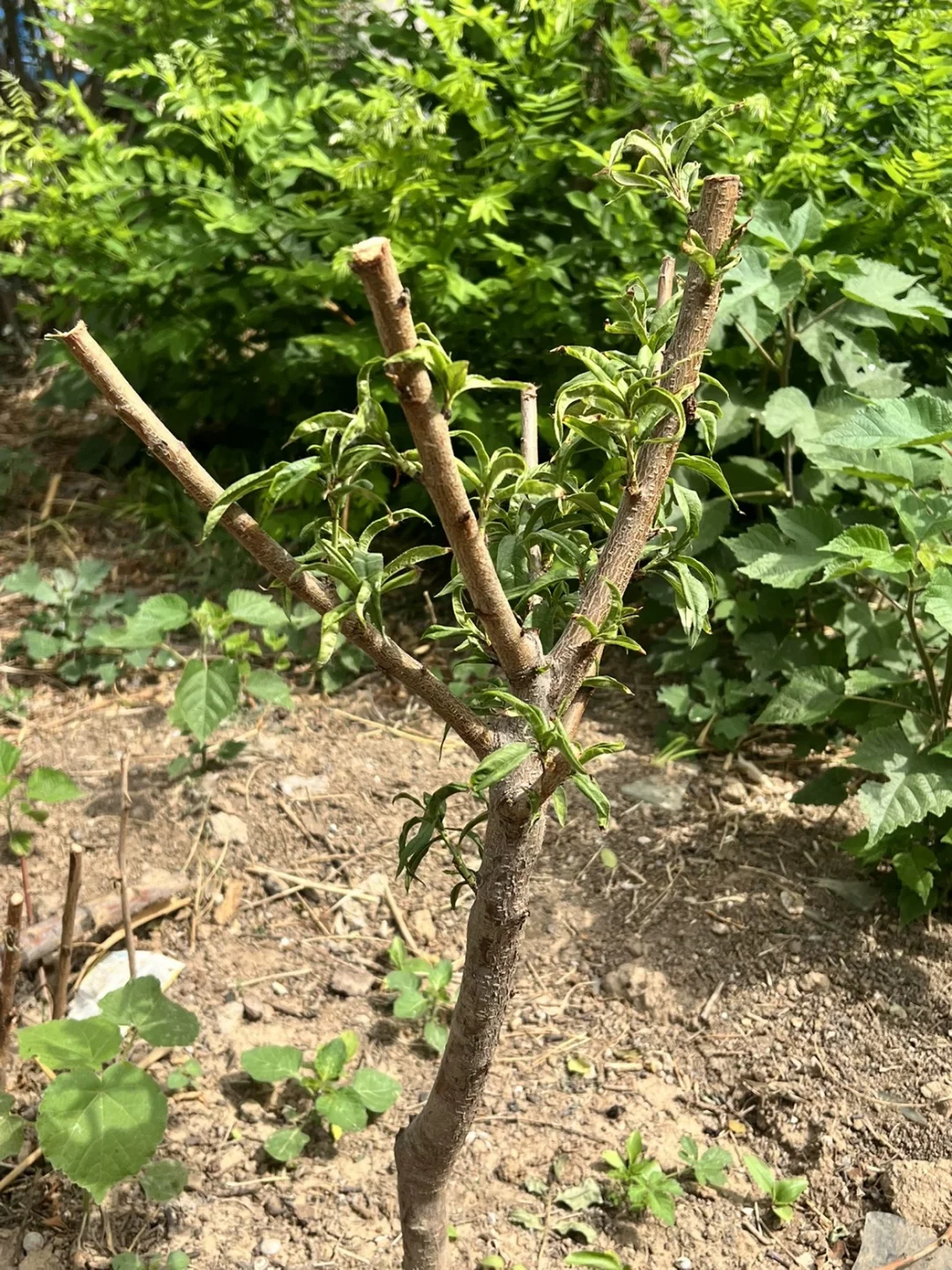 怎么种桃树啊？？？