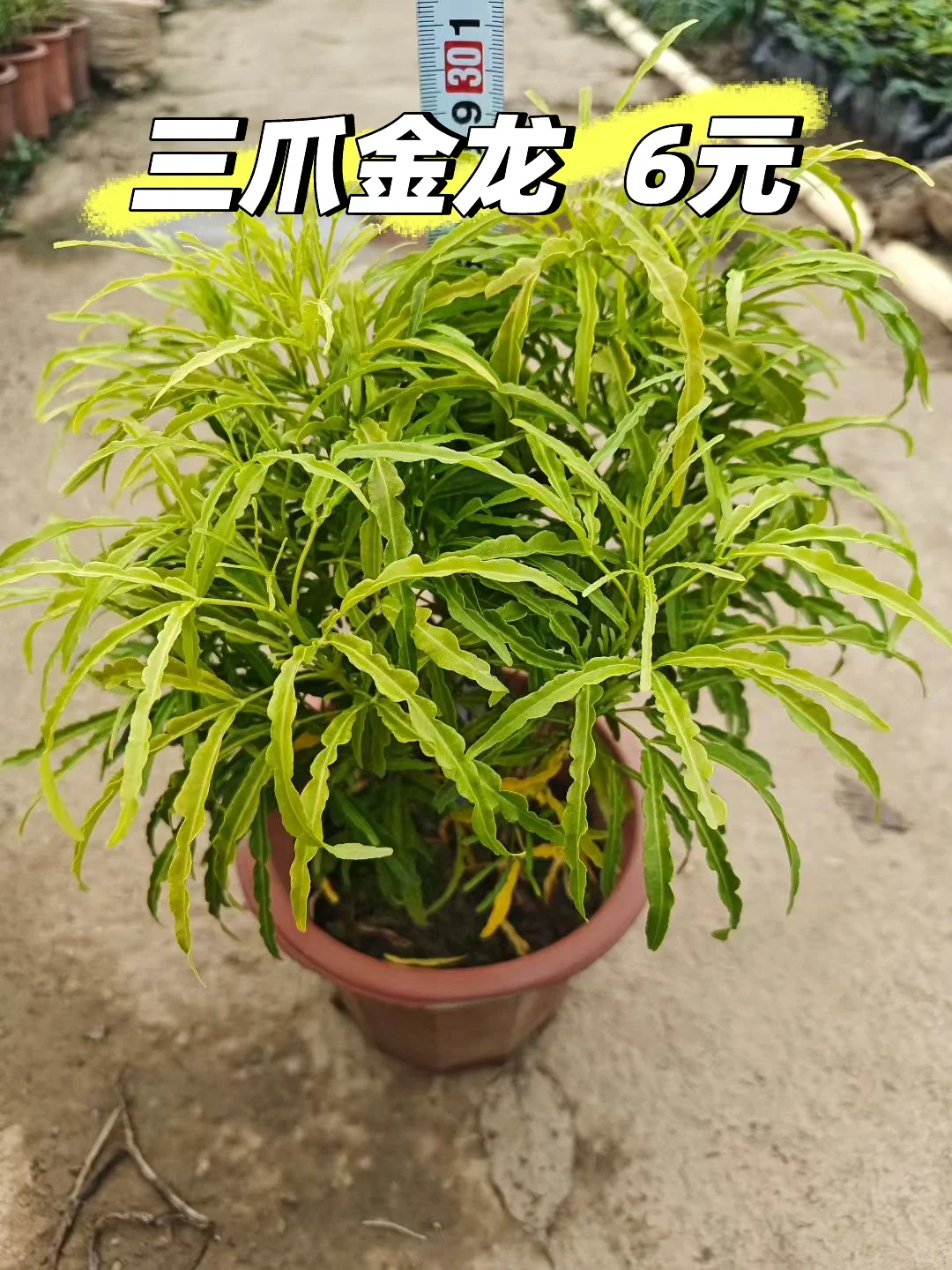 三爪金龙，鸡爪榕