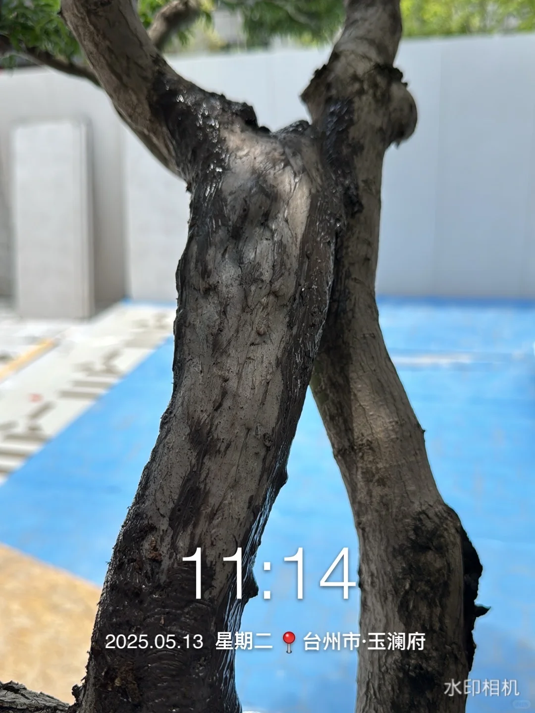 花了40万从日本买了一颗羽毛红枫树