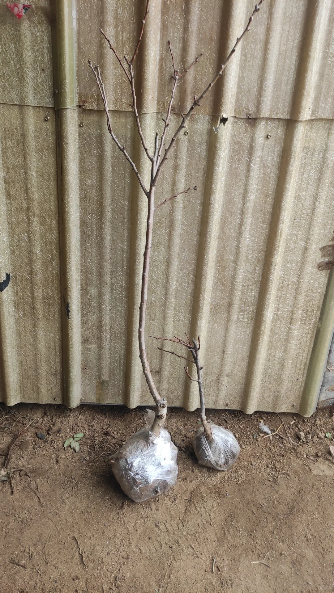 我妈让我发网上,谁买啊