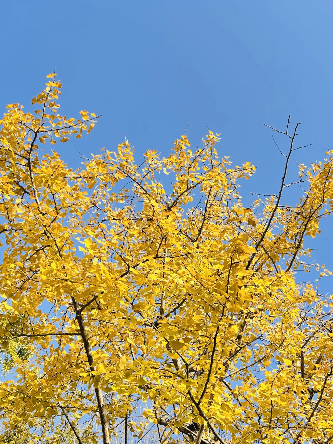 独立英语老师日常「学会吸收能量」