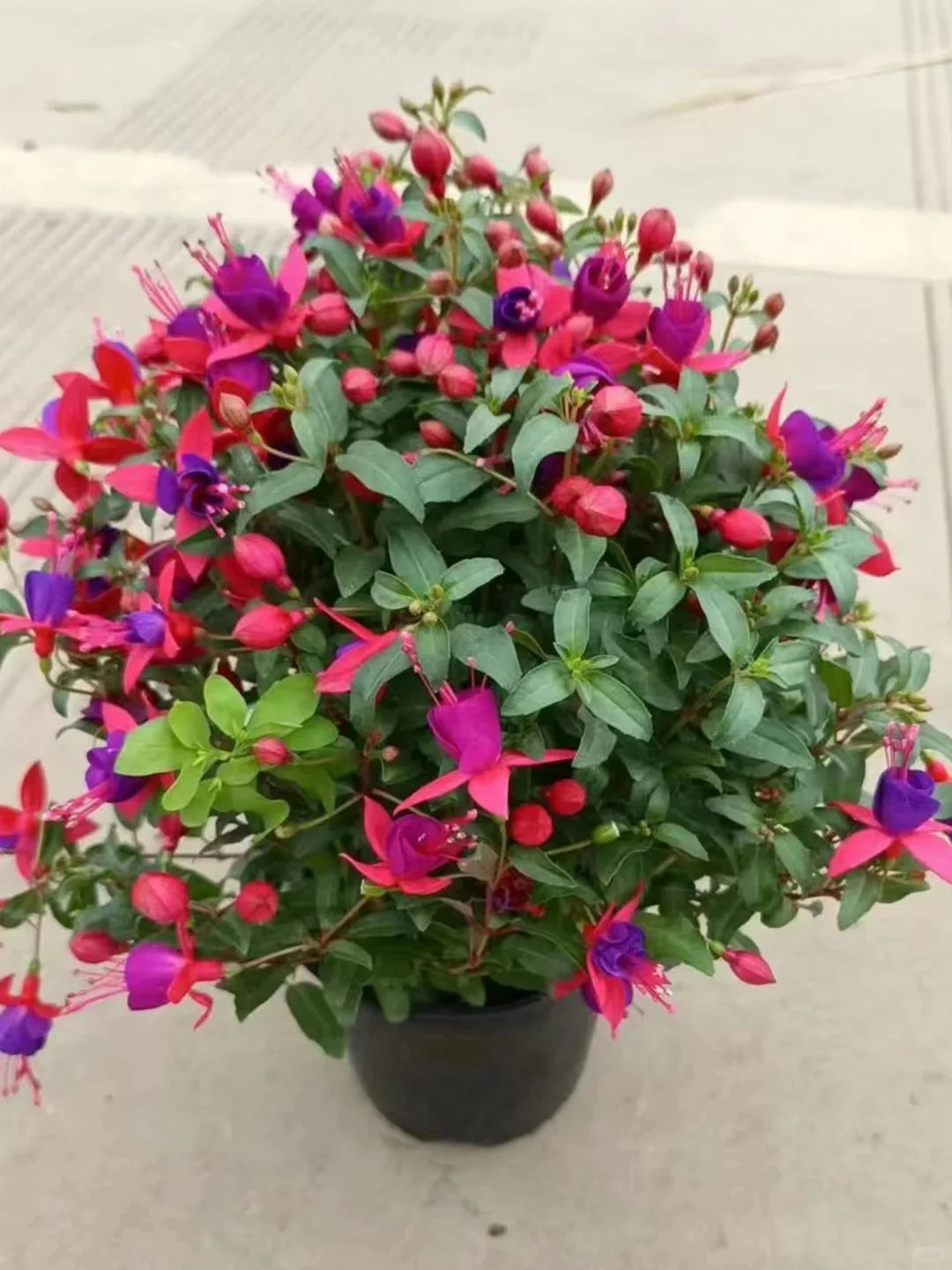 花花盆栽~观花