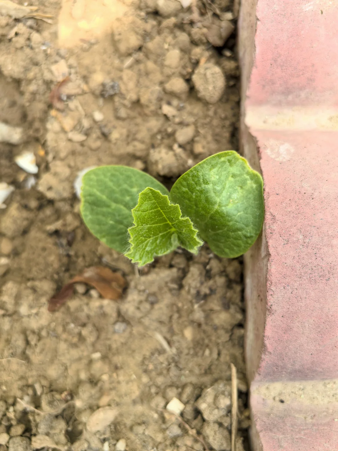 地里不断冒出野苗，怎么办？