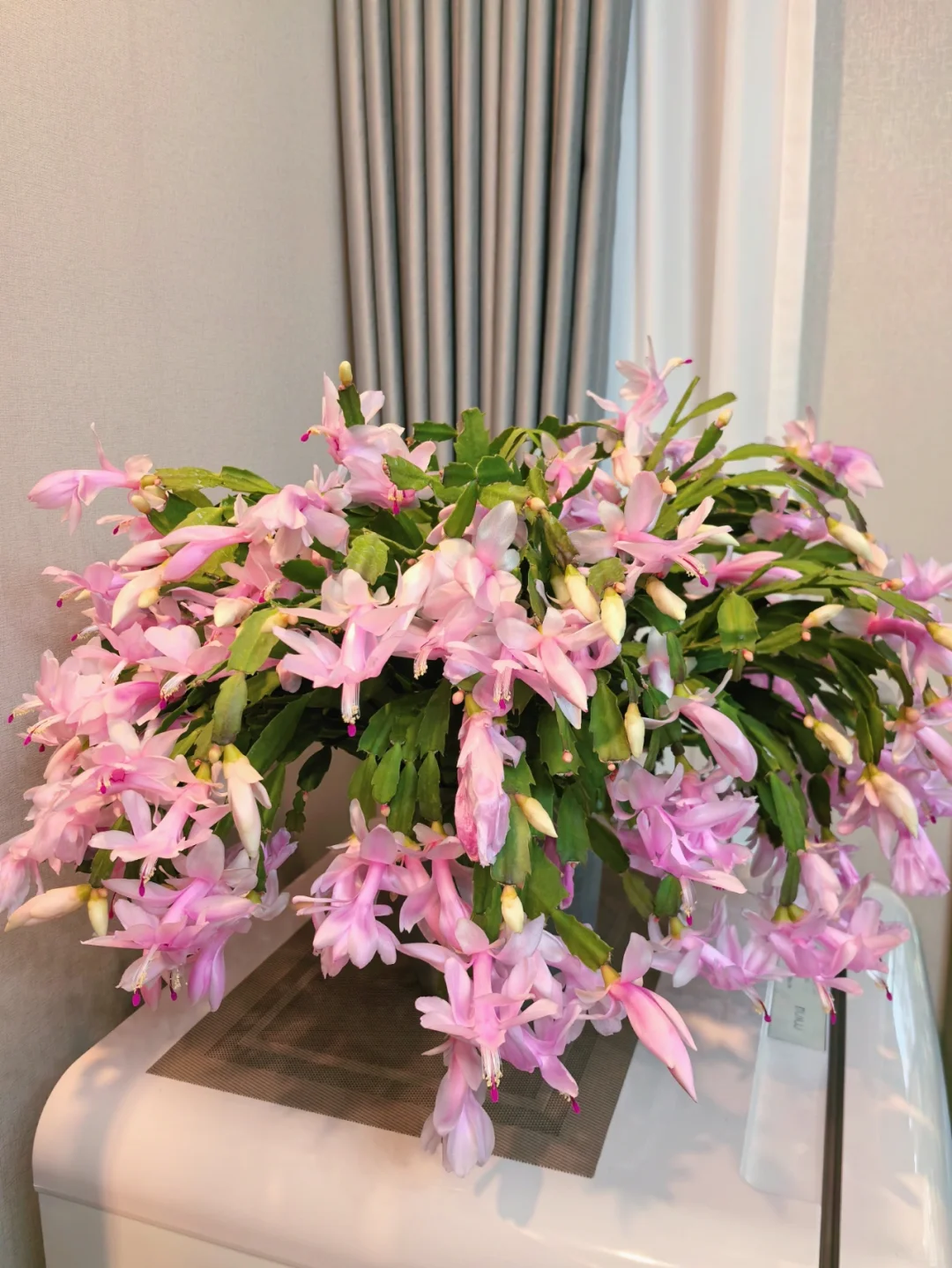 蟹爪兰的高光时刻到啦