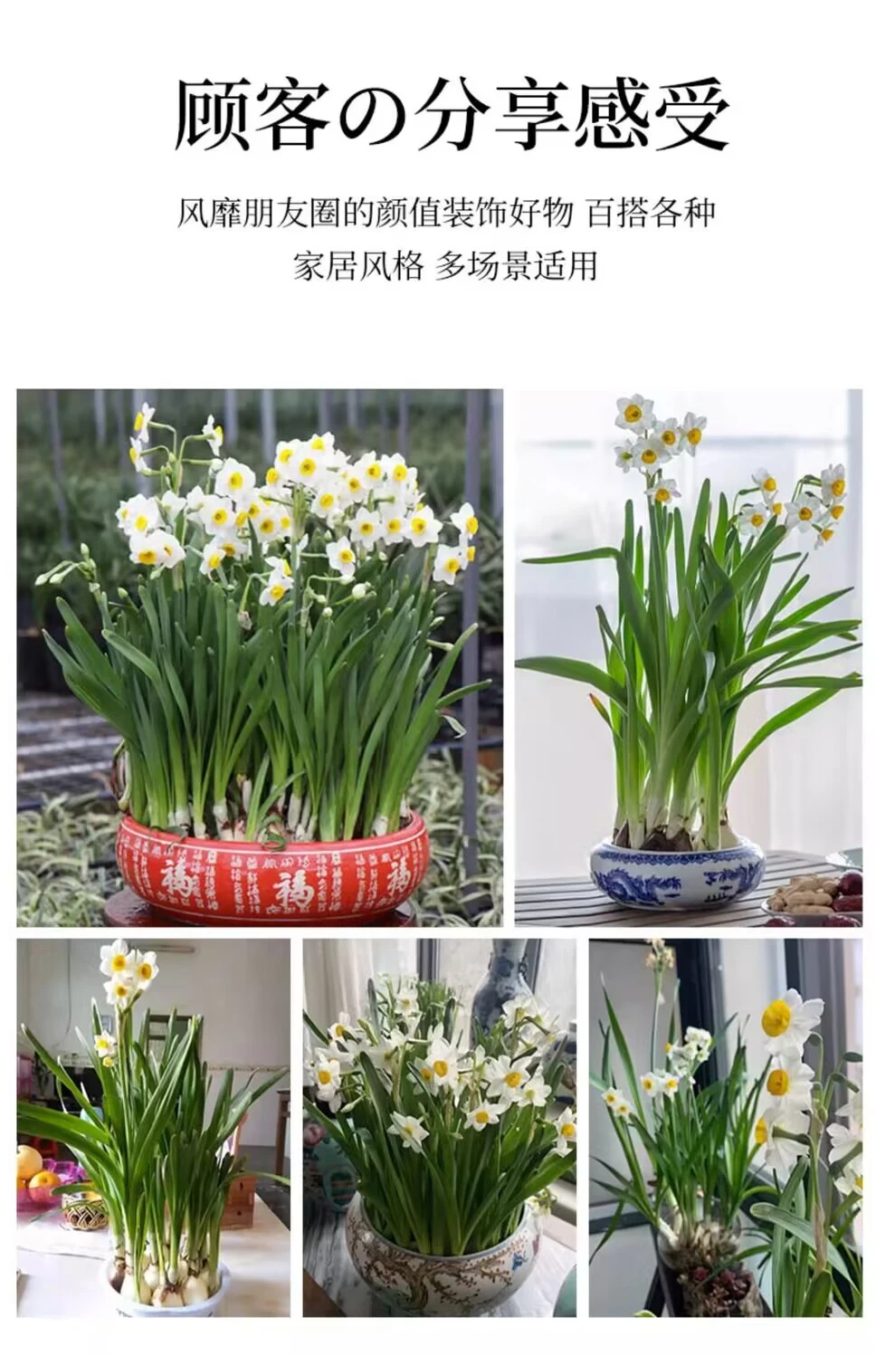 ✨全网首发｜漳州水仙花盆栽种草